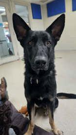 Zeddie, adopted, Young Male German Shepherd Dog.