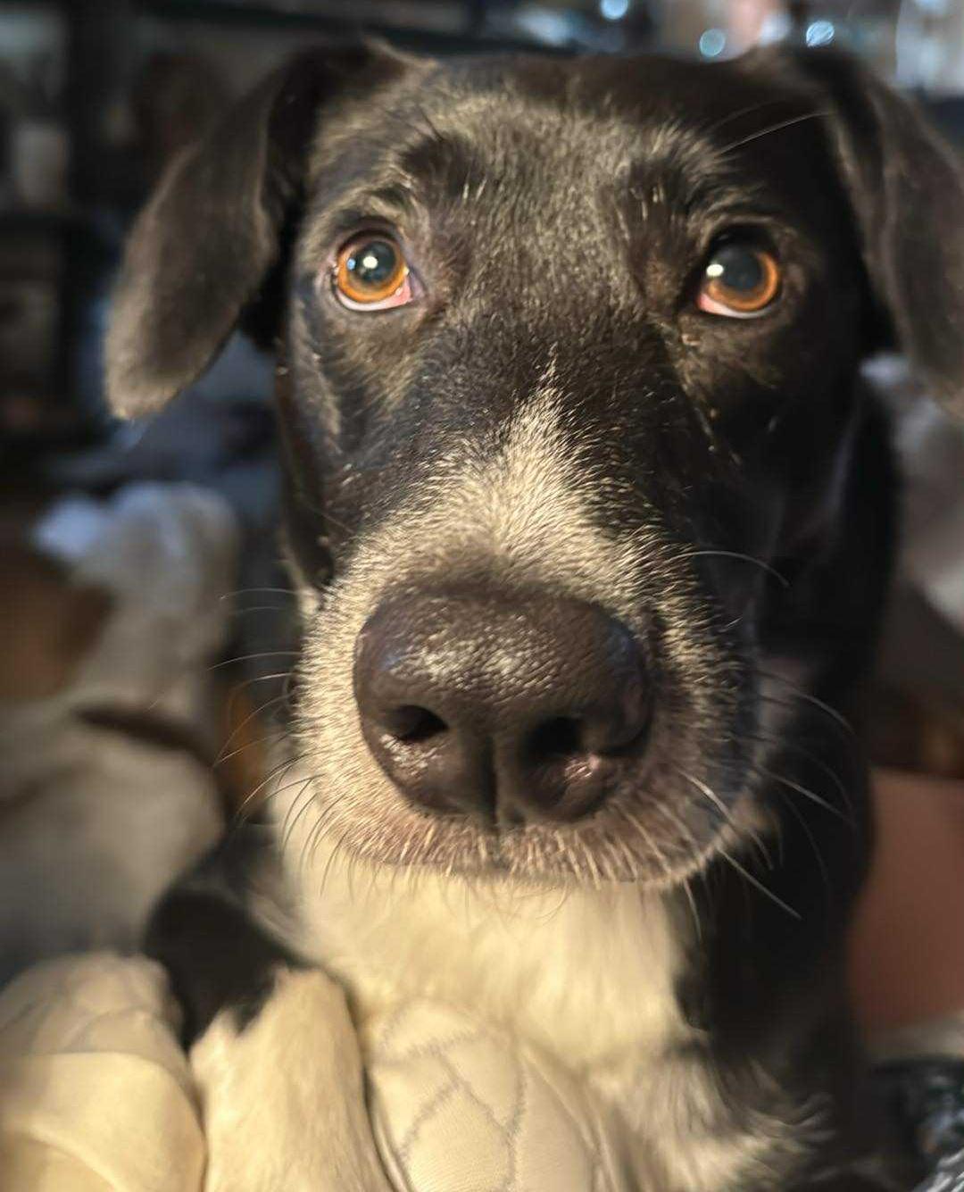 Monty