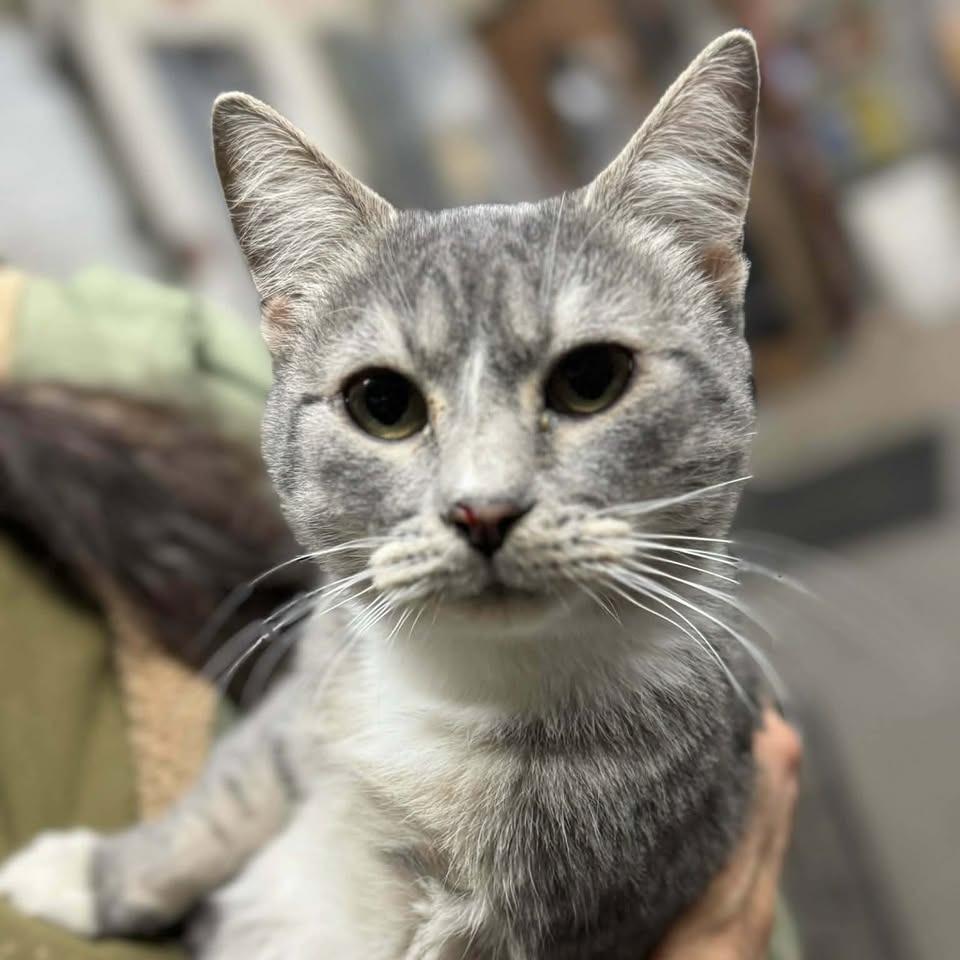 Liberty, Adoptable, Young Female Domestic Short Hair.