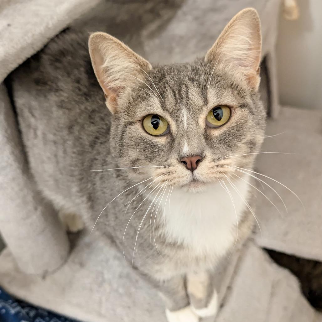 Enlarge Liberty, a Adoptable Domestic Short Hair in Madison, WI image 4/5