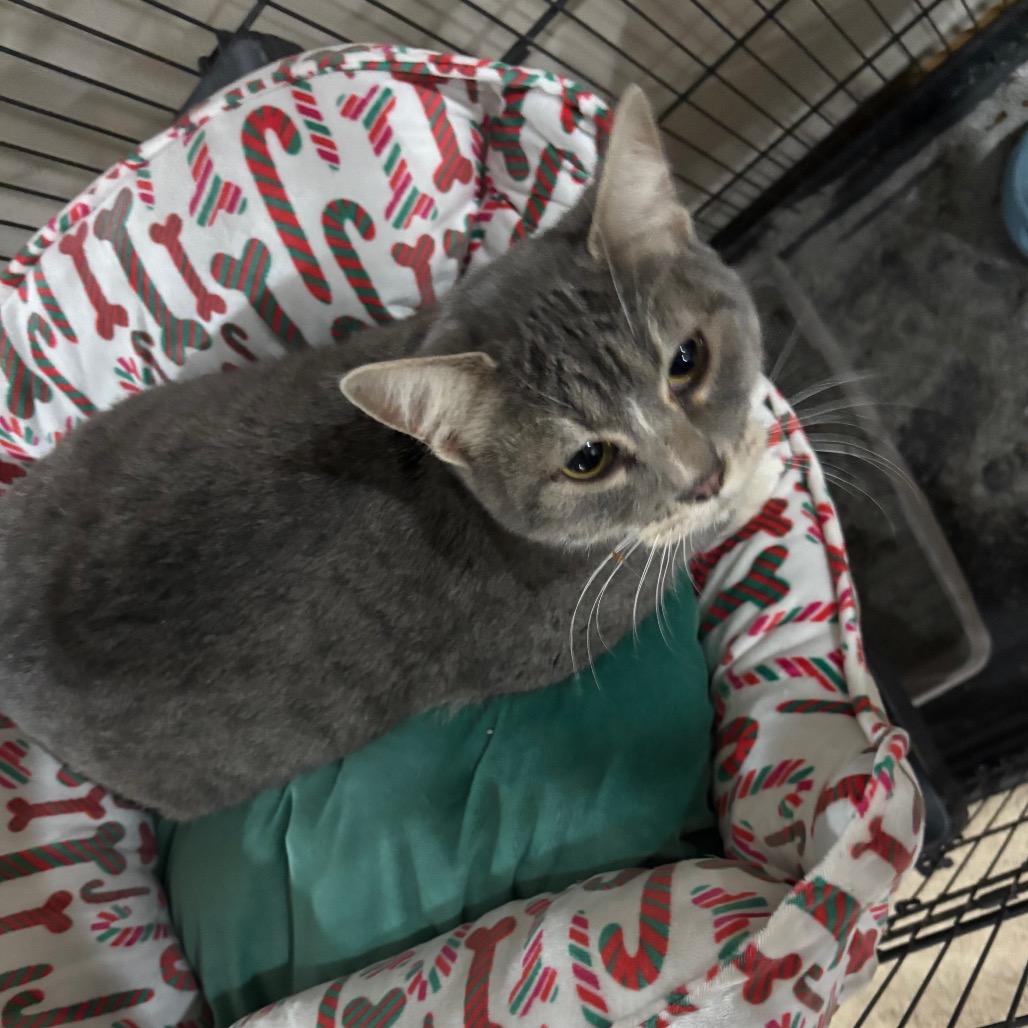 Liberty, a Adoptable Domestic Short Hair in Madison, WI image 4/5