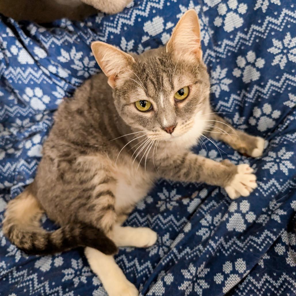 Enlarge Liberty, a Adoptable Domestic Short Hair in Madison, WI image 5/5