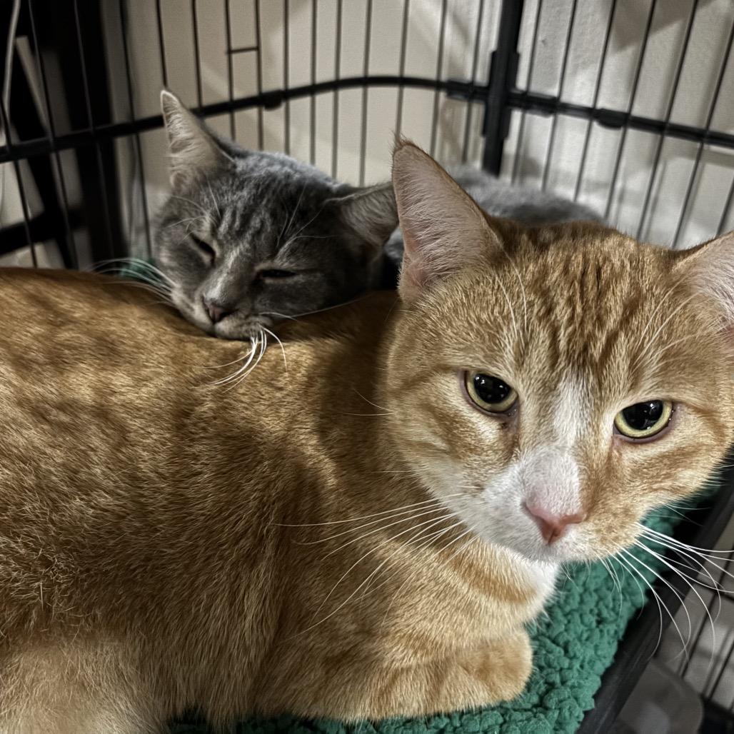 Liberty, a Adoptable Domestic Short Hair in Madison, WI image 5/5