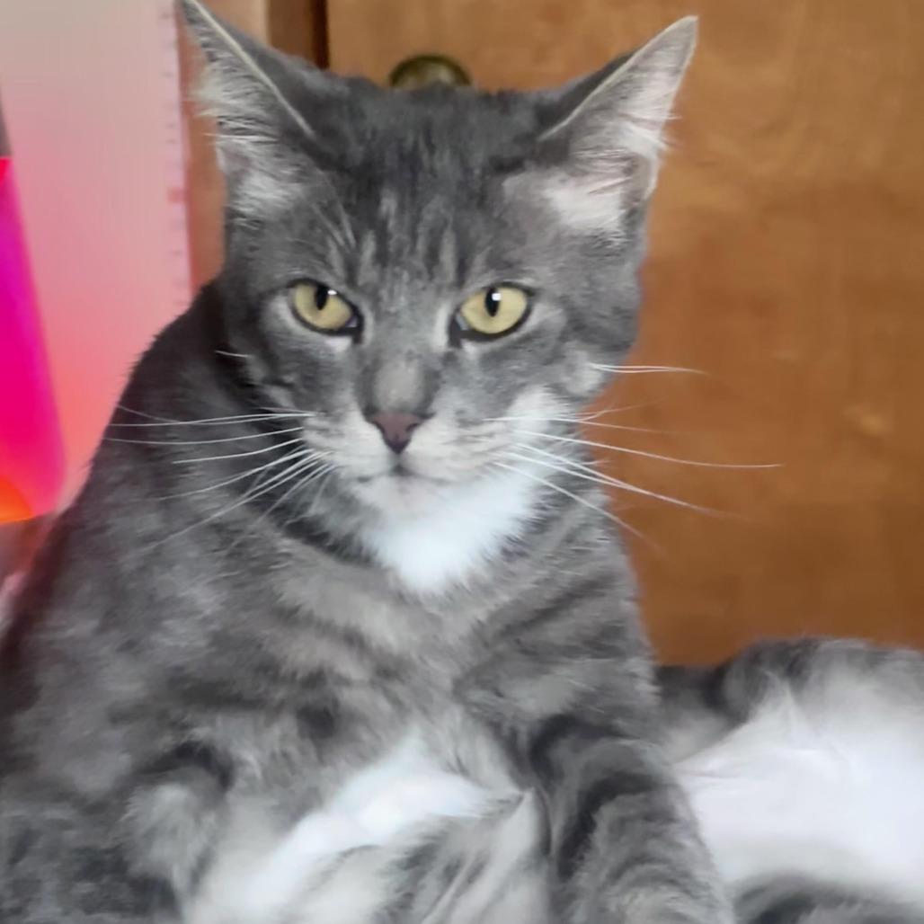 Romeo (Romy), Adoptable, Young Male Domestic Short Hair.