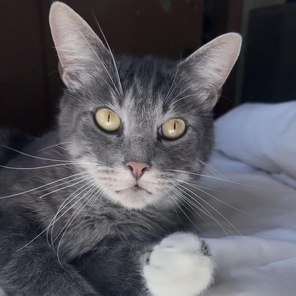 Enlarge Romeo (Romy), a Adoptable Domestic Short Hair in Tulsa, OK image 2/6