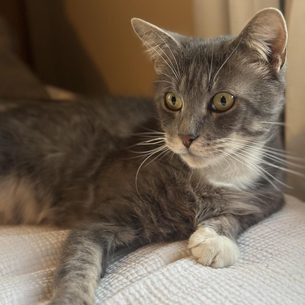 Enlarge Romeo (Romy), a Adoptable Domestic Short Hair in Tulsa, OK image 3/6