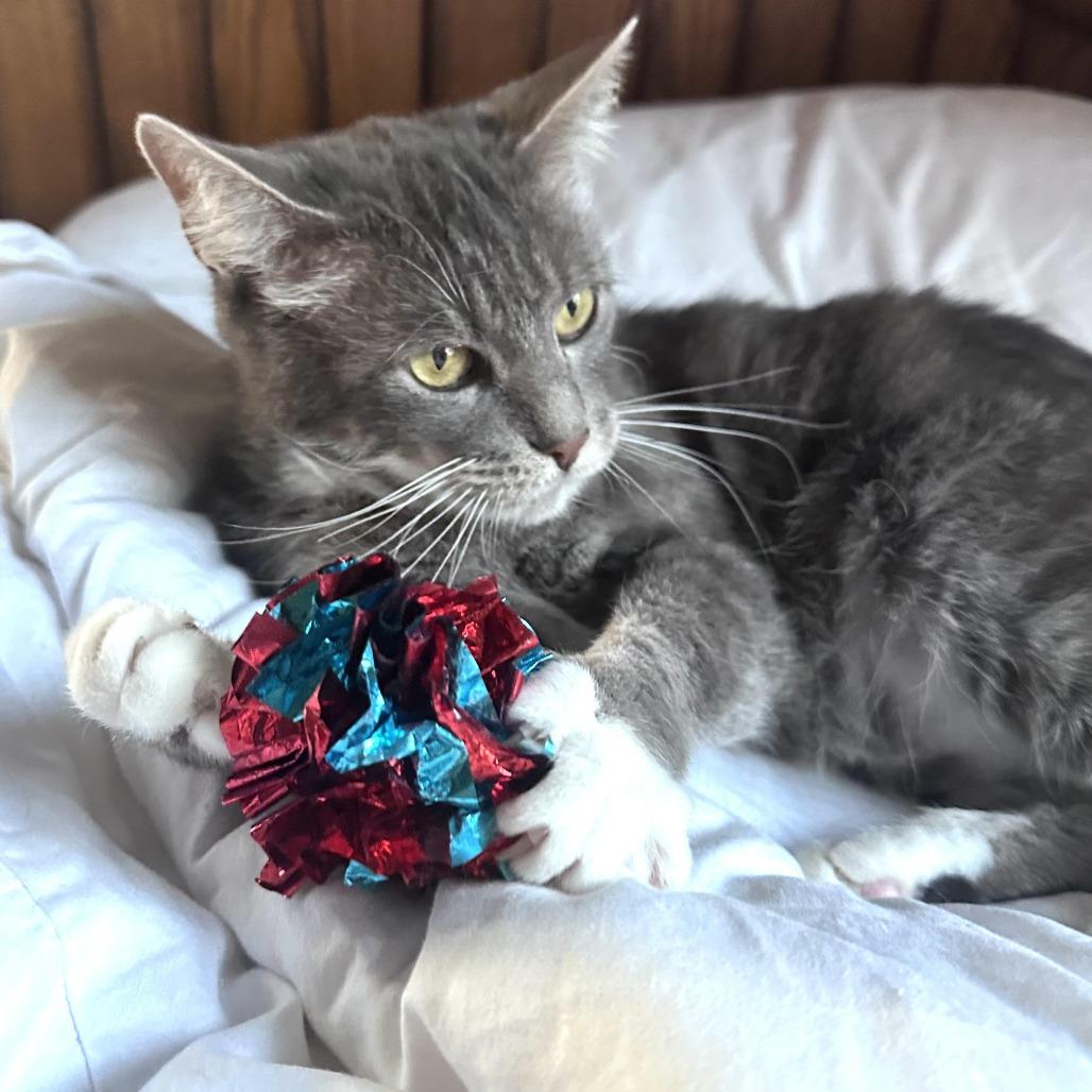 Enlarge Romeo (Romy), a Adoptable Domestic Short Hair in Tulsa, OK image 6/6