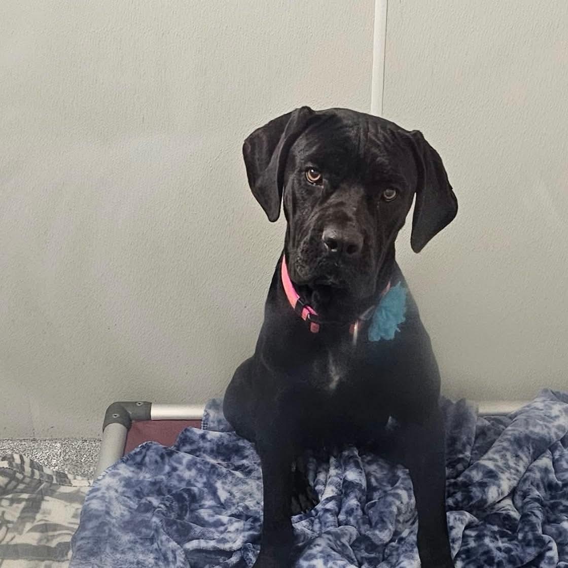 Enlarge Ujo Princess, a Adoptable mixed breed in Minooka, IL image 2/5