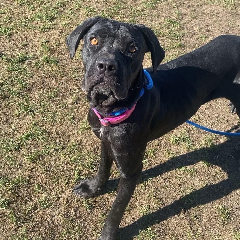 Enlarge Ujo Princess, a Adoptable mixed breed in Minooka, IL image 5/5