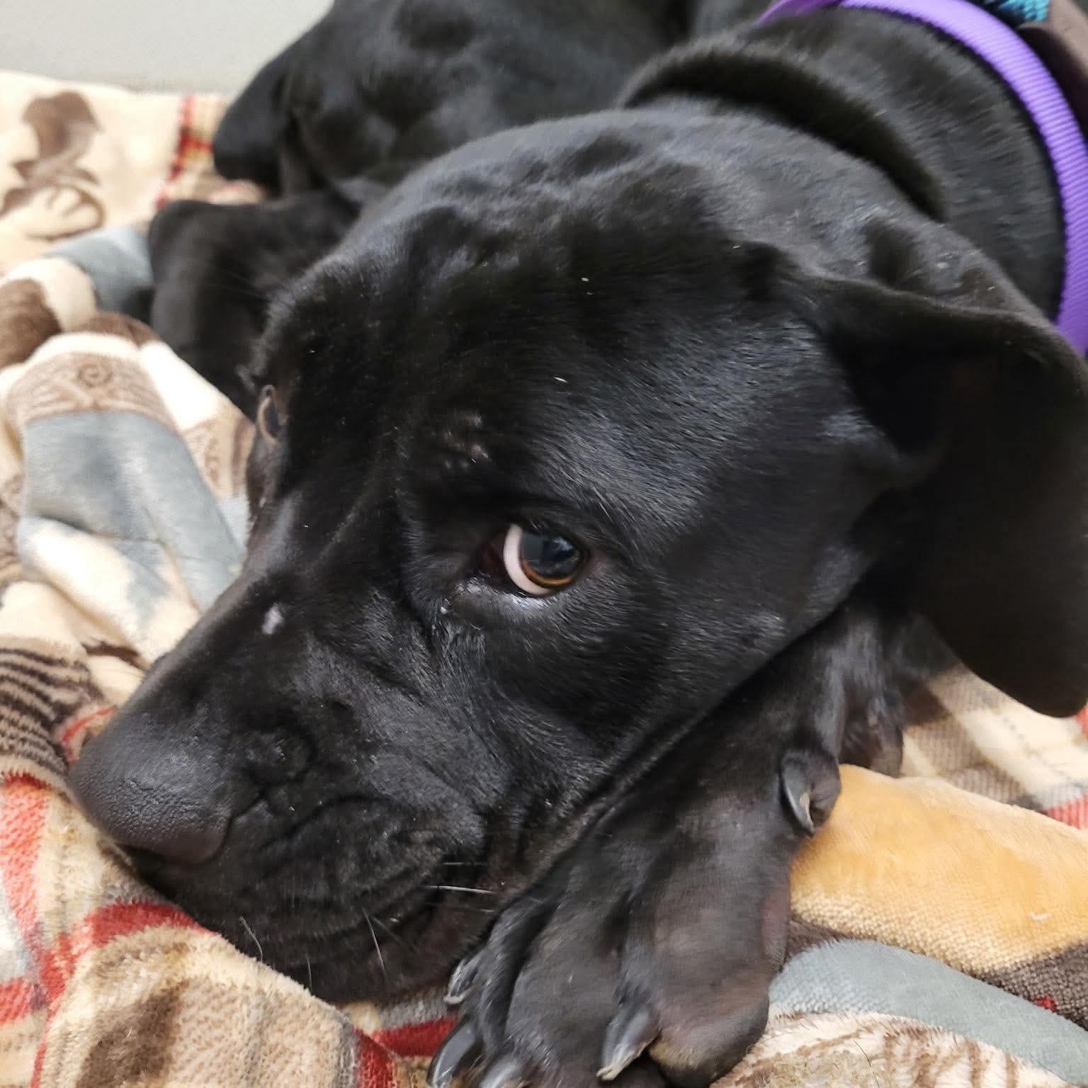 Enlarge Ujo Princess, a Adoptable mixed breed in Minooka, IL image 3/5