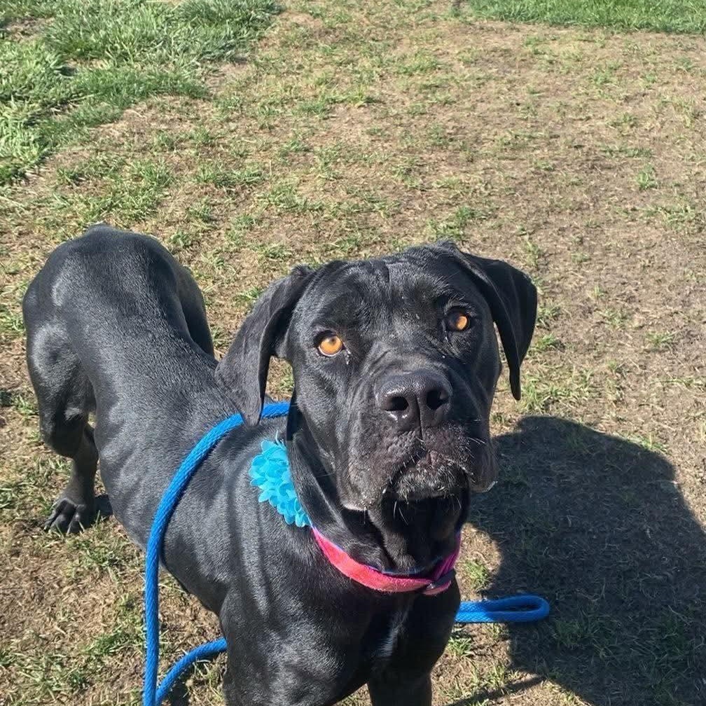 Ujo Princess, Adoptable, Young Female Cane Corso & Mastiff.