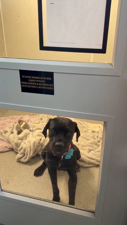 Enlarge Ujo Princess, a Adoptable mixed breed in Minooka, IL video 4/5