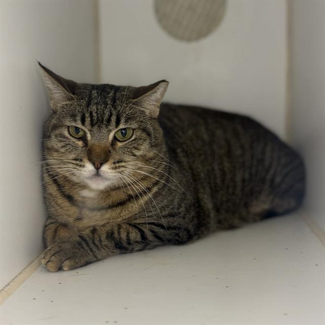 Enlarge SNICKERS, a Adoptable Domestic Short Hair in Modesto, CA image 1/1