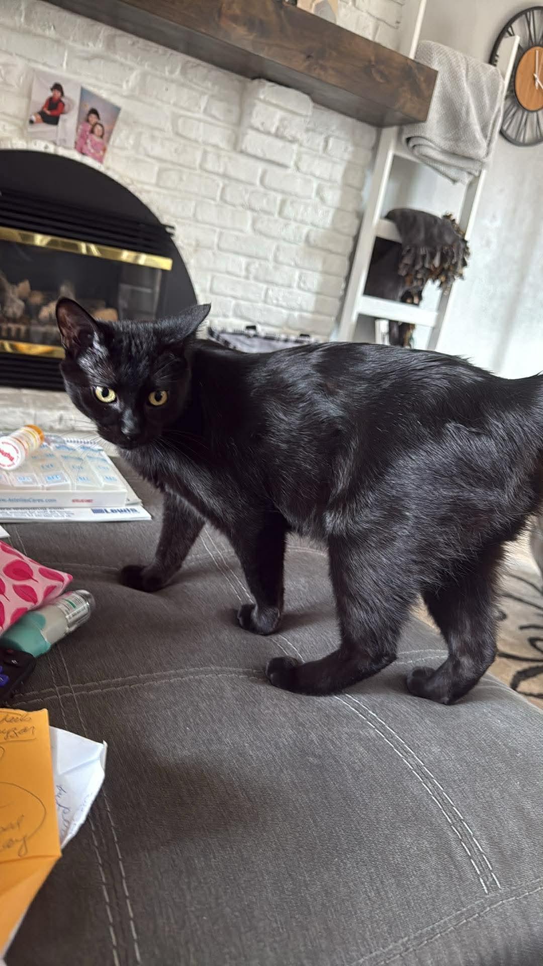 Moop, a ADOPTABLE Domestic Short Hair in Sioux Falls, SD image 2/3
