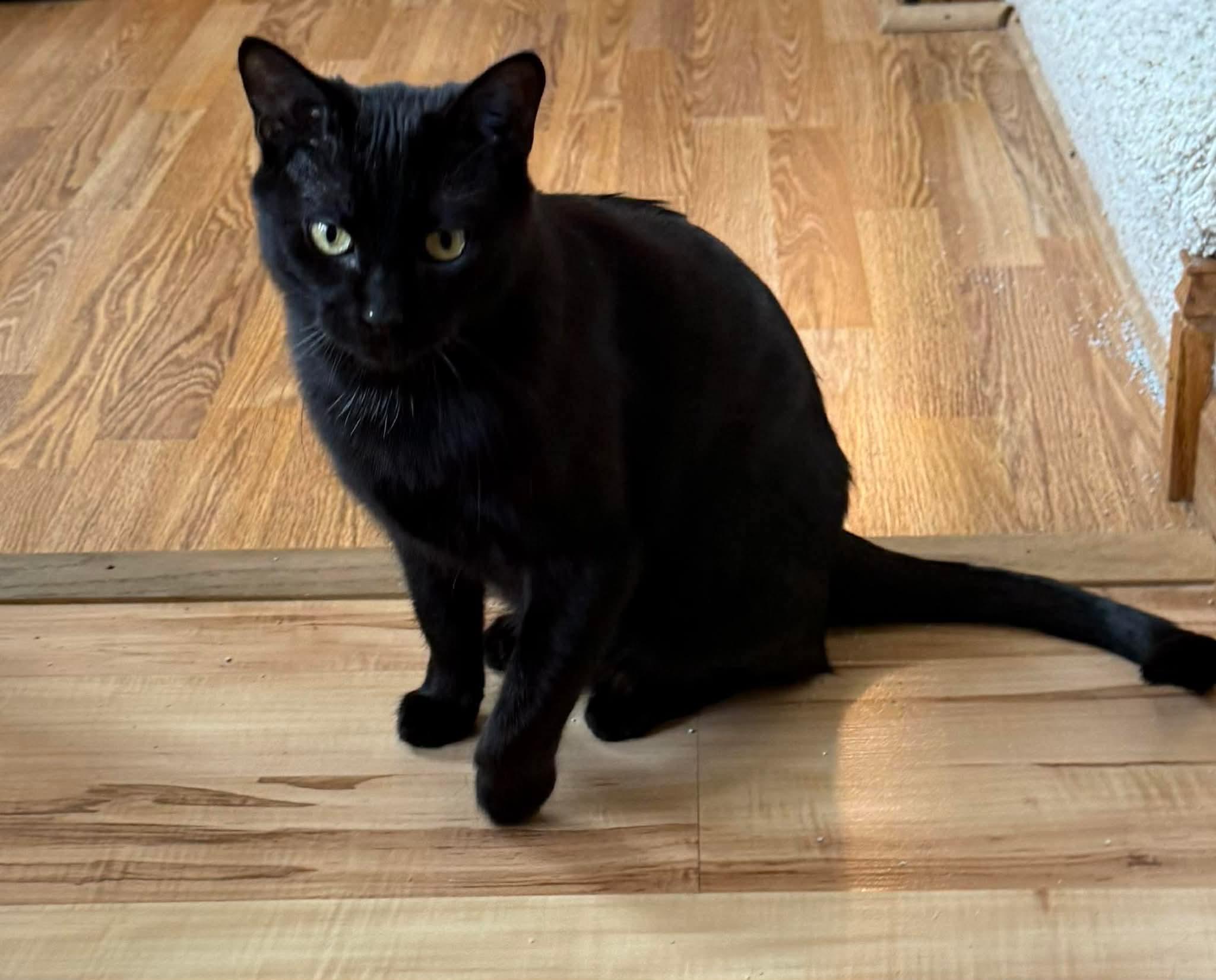 Moop, ADOPTABLE, Adult Female Domestic Short Hair.