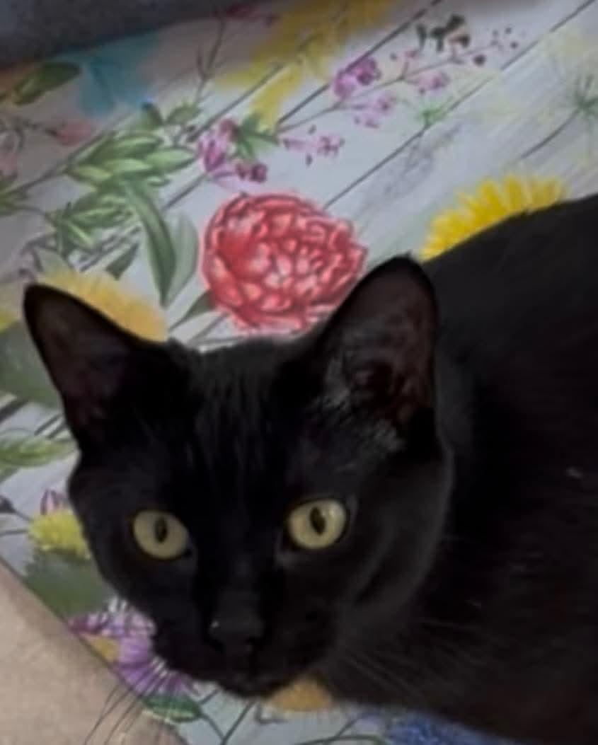 Moop, a ADOPTABLE Domestic Short Hair in Sioux Falls, SD image 3/3