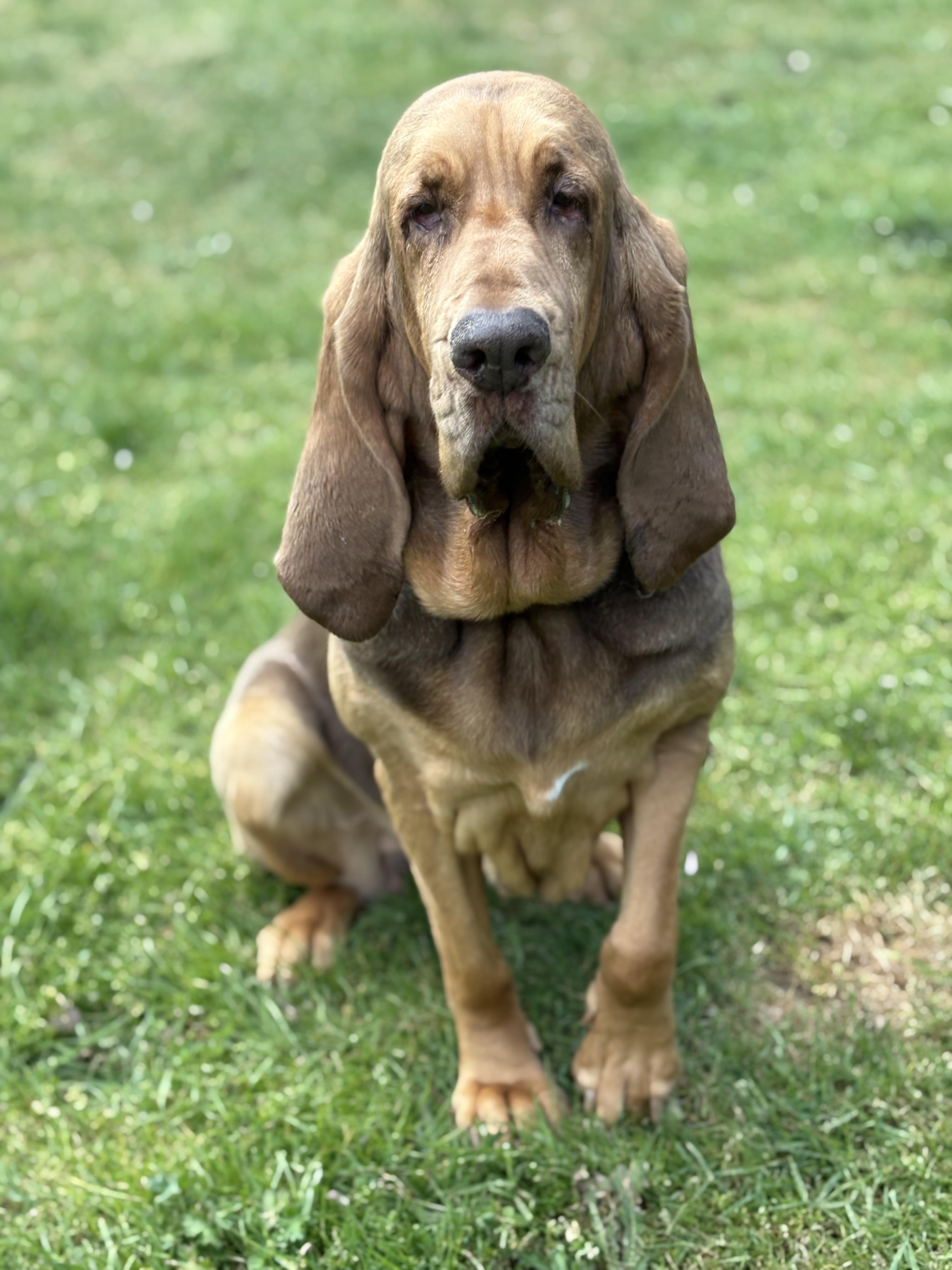Purdy, a Adoptable Bloodhound in Silvana, WA image 2/6