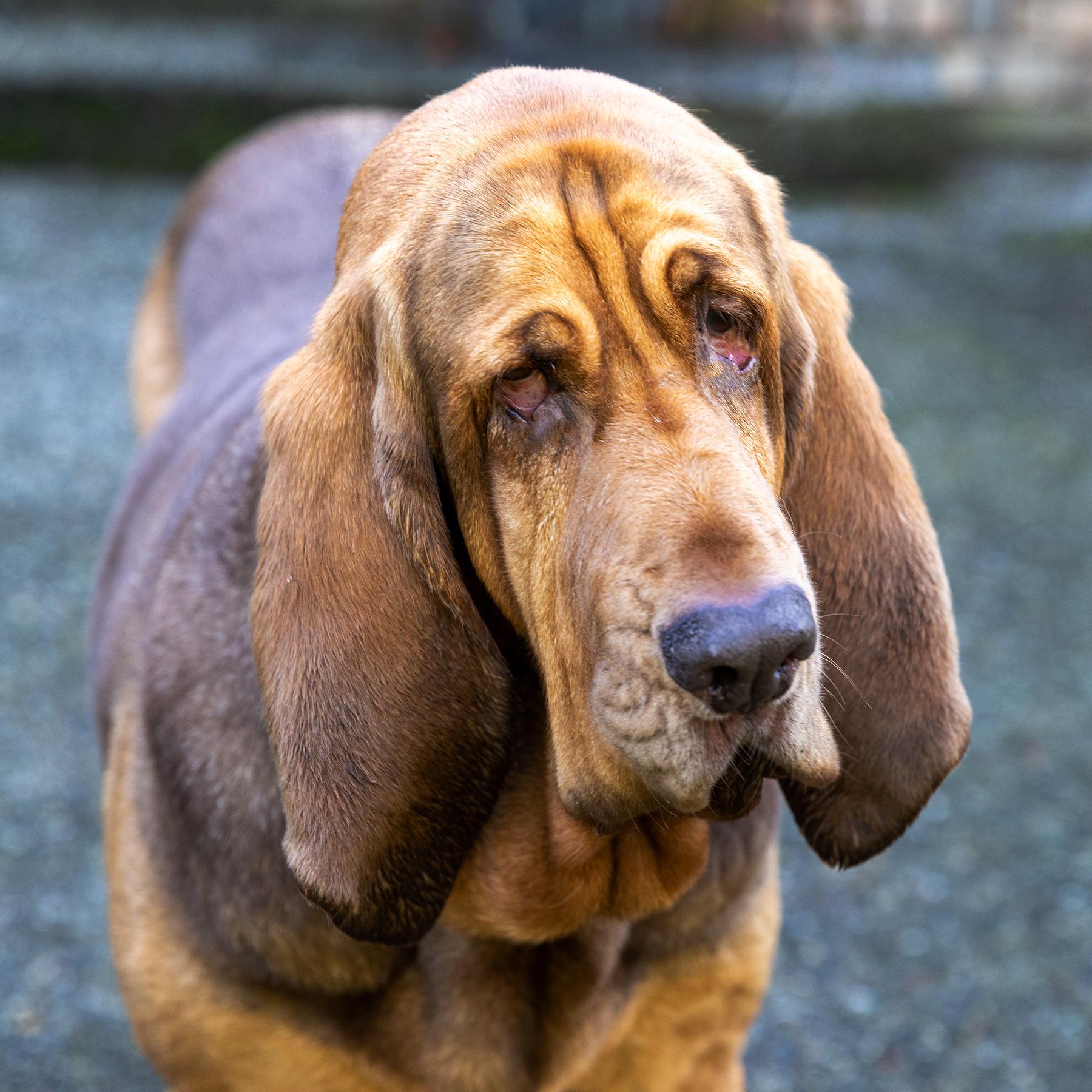 Purdy, a Adoptable Bloodhound in Silvana, WA image 5/6