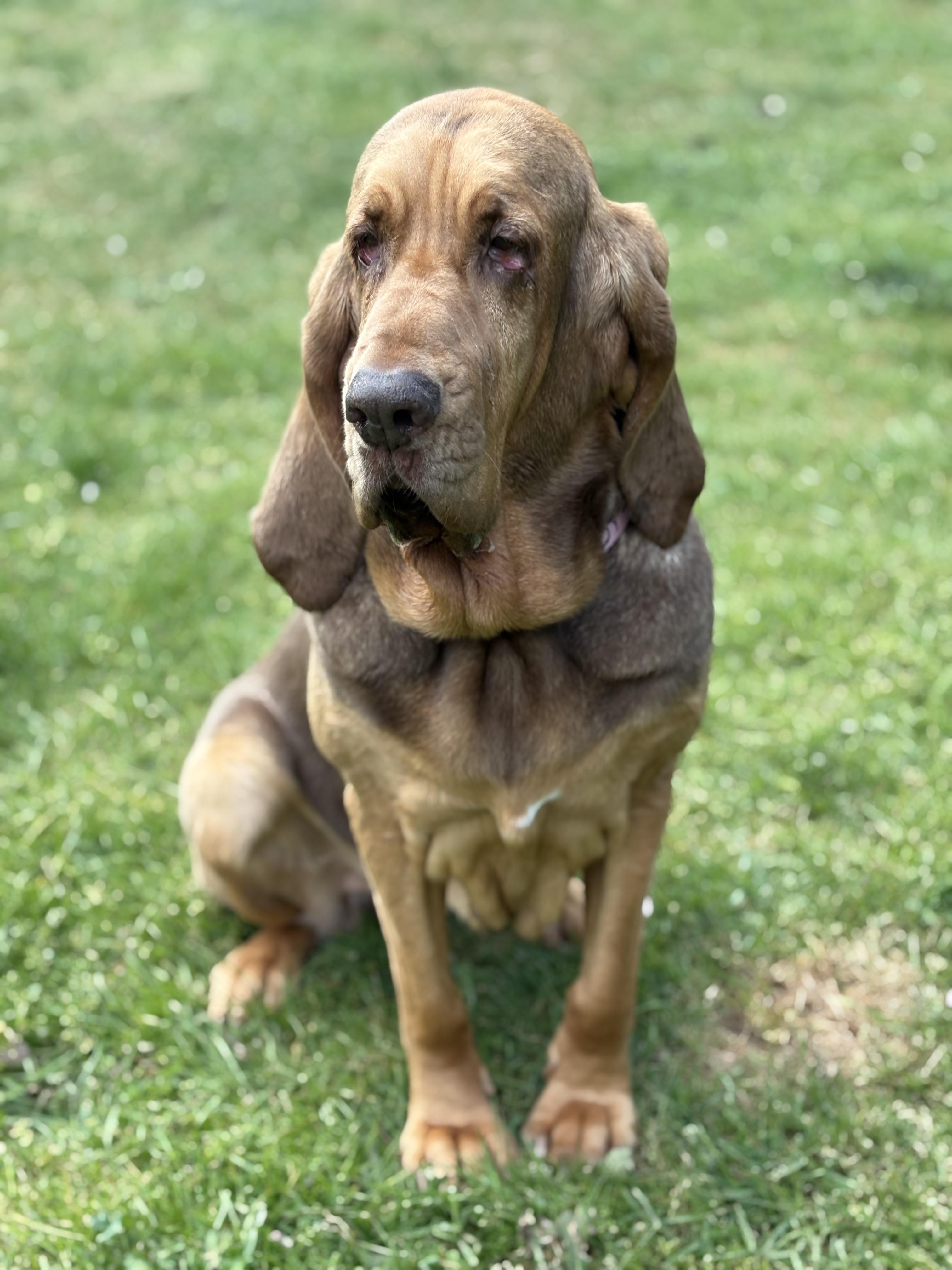Purdy, a Adoptable Bloodhound in Silvana, WA image 3/6