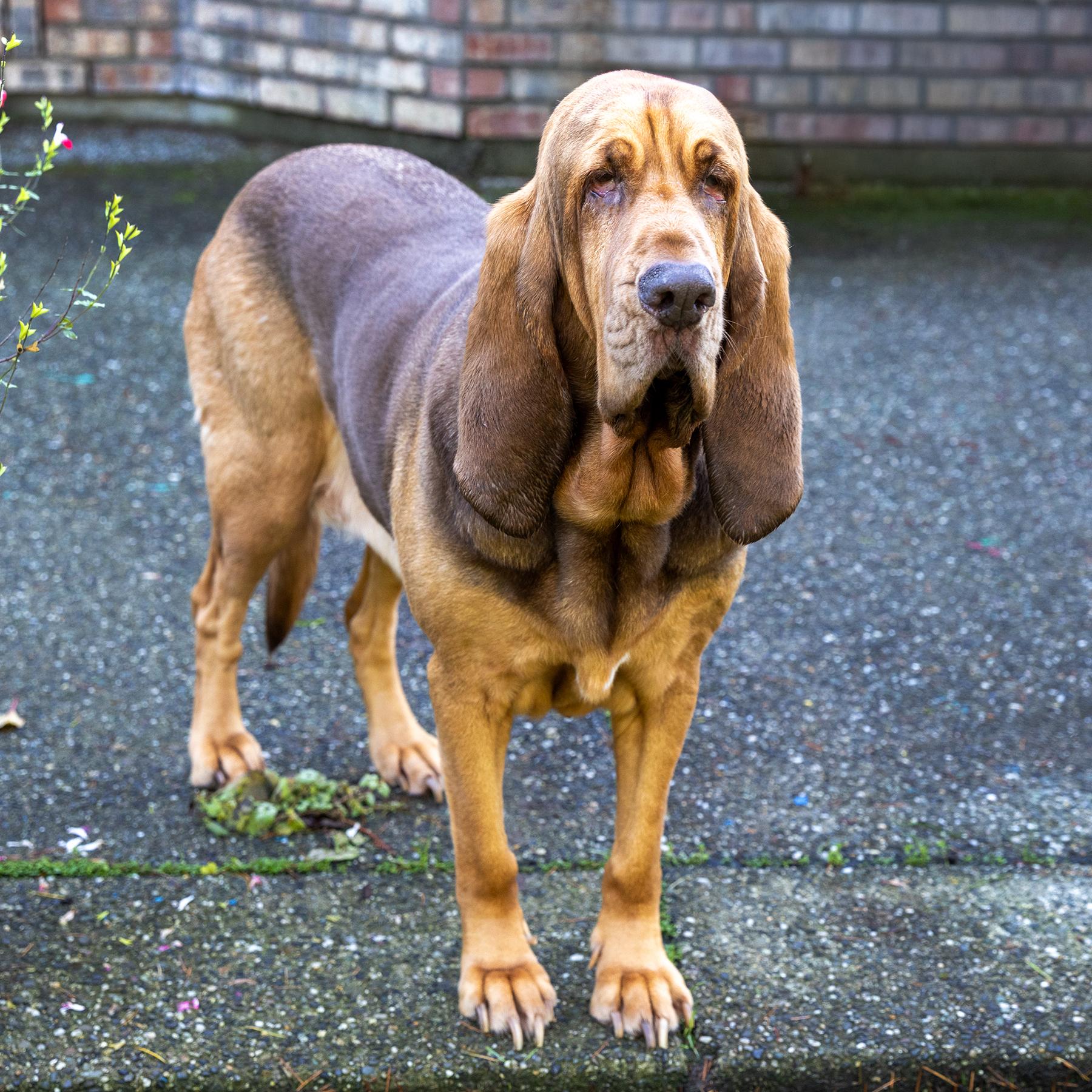 Purdy, Adoptable, Senior Female Bloodhound.