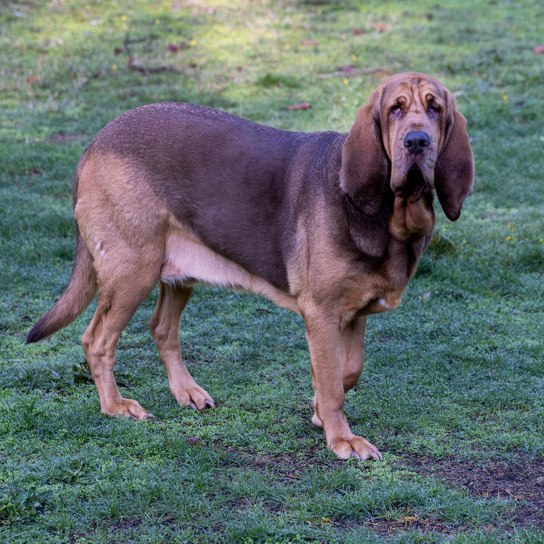 Purdy, an adoptable Bloodhound in Silvana, WA, 98287 | Photo Image 6