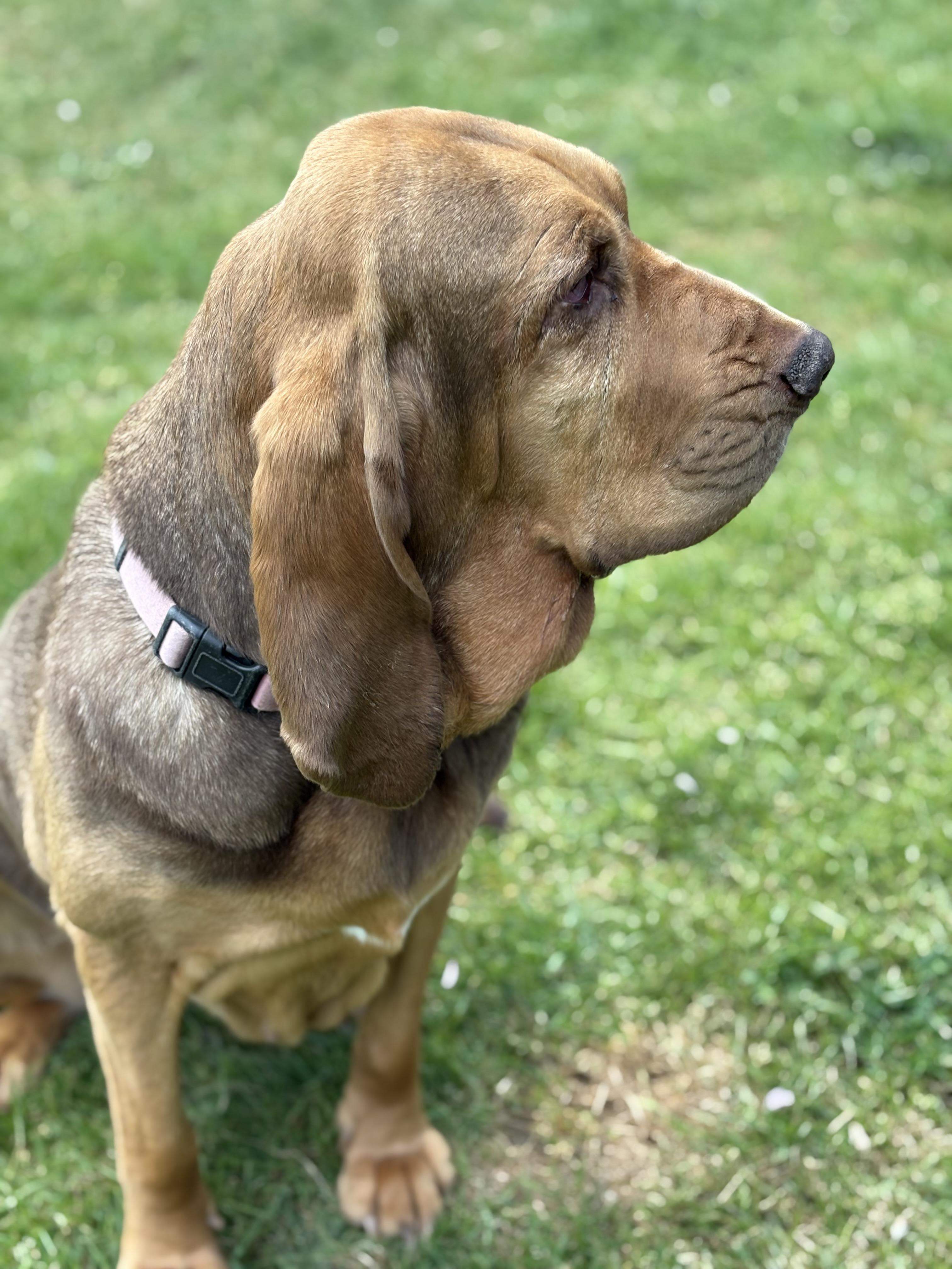 Purdy, a Adoptable Bloodhound in Silvana, WA image 4/6
