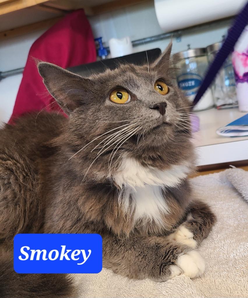 Enlarge Smokey, a Adopted mixed breed in Mena, AR image 1/5