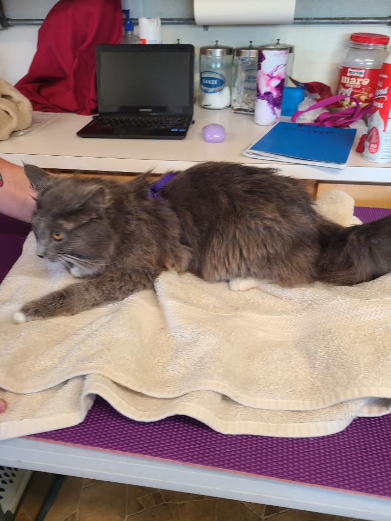 Enlarge Smokey, a Adopted mixed breed in Mena, AR image 3/5