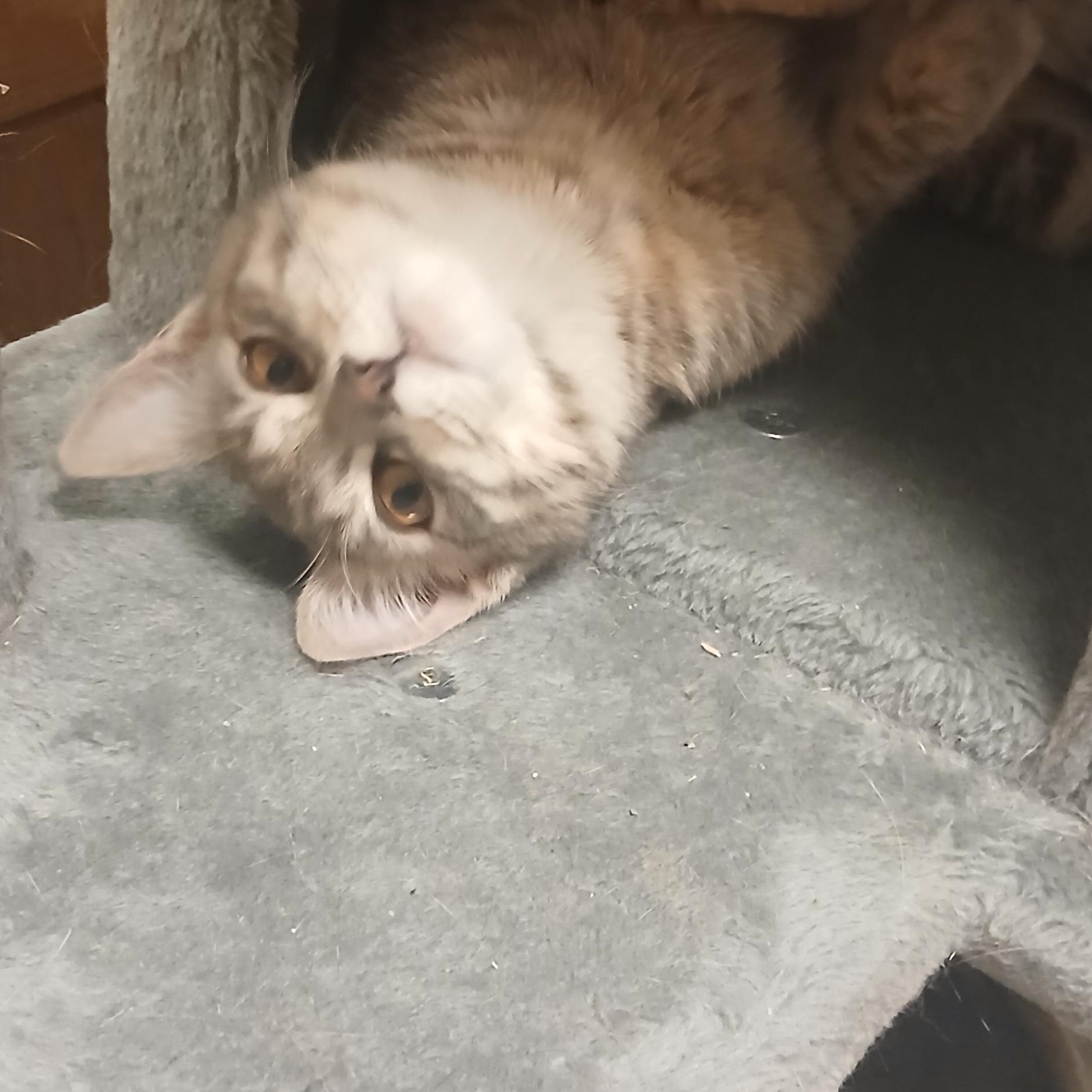 Enlarge Spice, an adopted Domestic Short Hair in Spokane, WA image 1/1