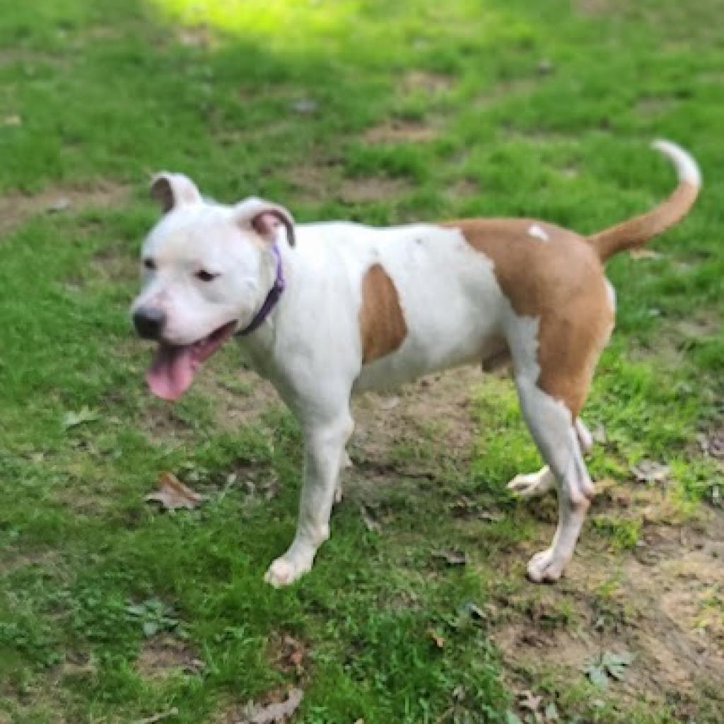 Enlarge Yin, a Adoptable mixed breed in La Plata, MD image 2/5