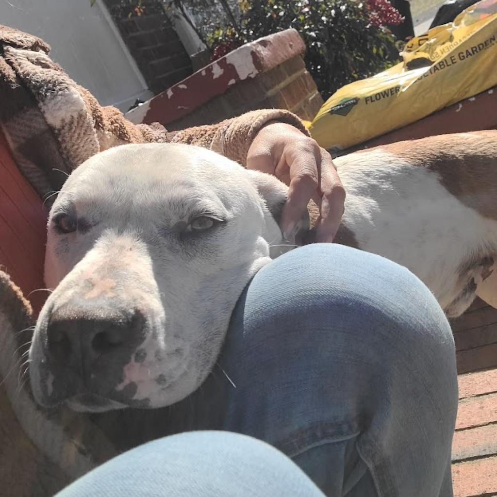 Enlarge Yin, a Adoptable mixed breed in La Plata, MD image 4/5