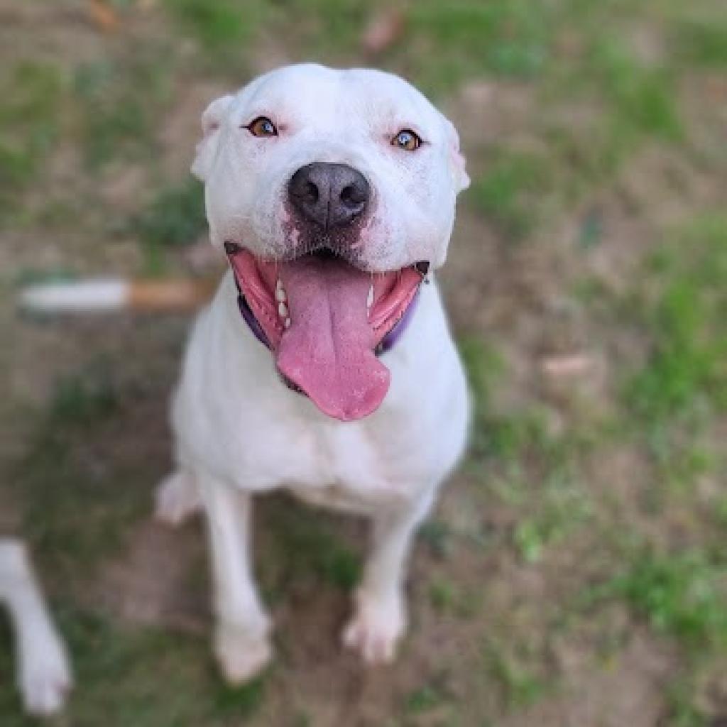 Enlarge Yin, a Adoptable mixed breed in La Plata, MD image 5/5