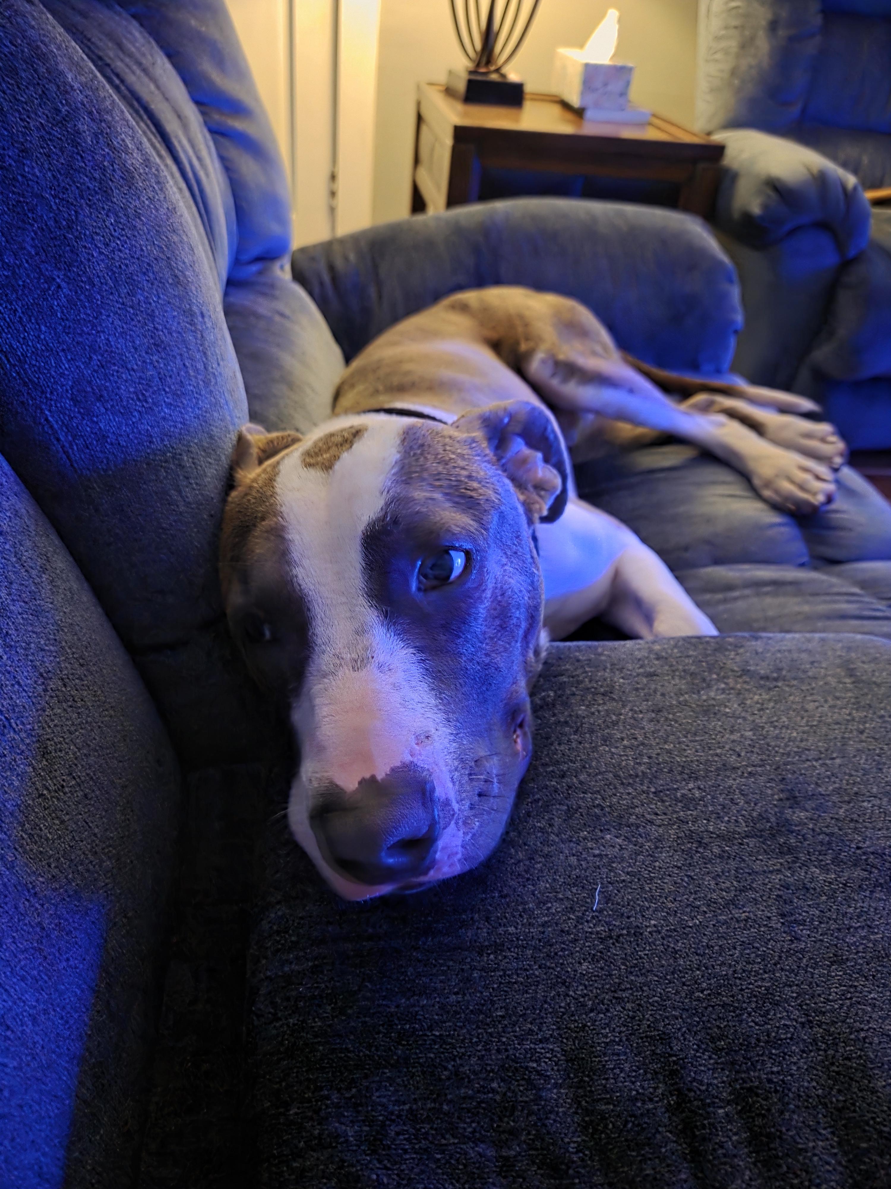 Hero (150292) (In a foster home), Adoptable, Adult Male Pit Bull Terrier.