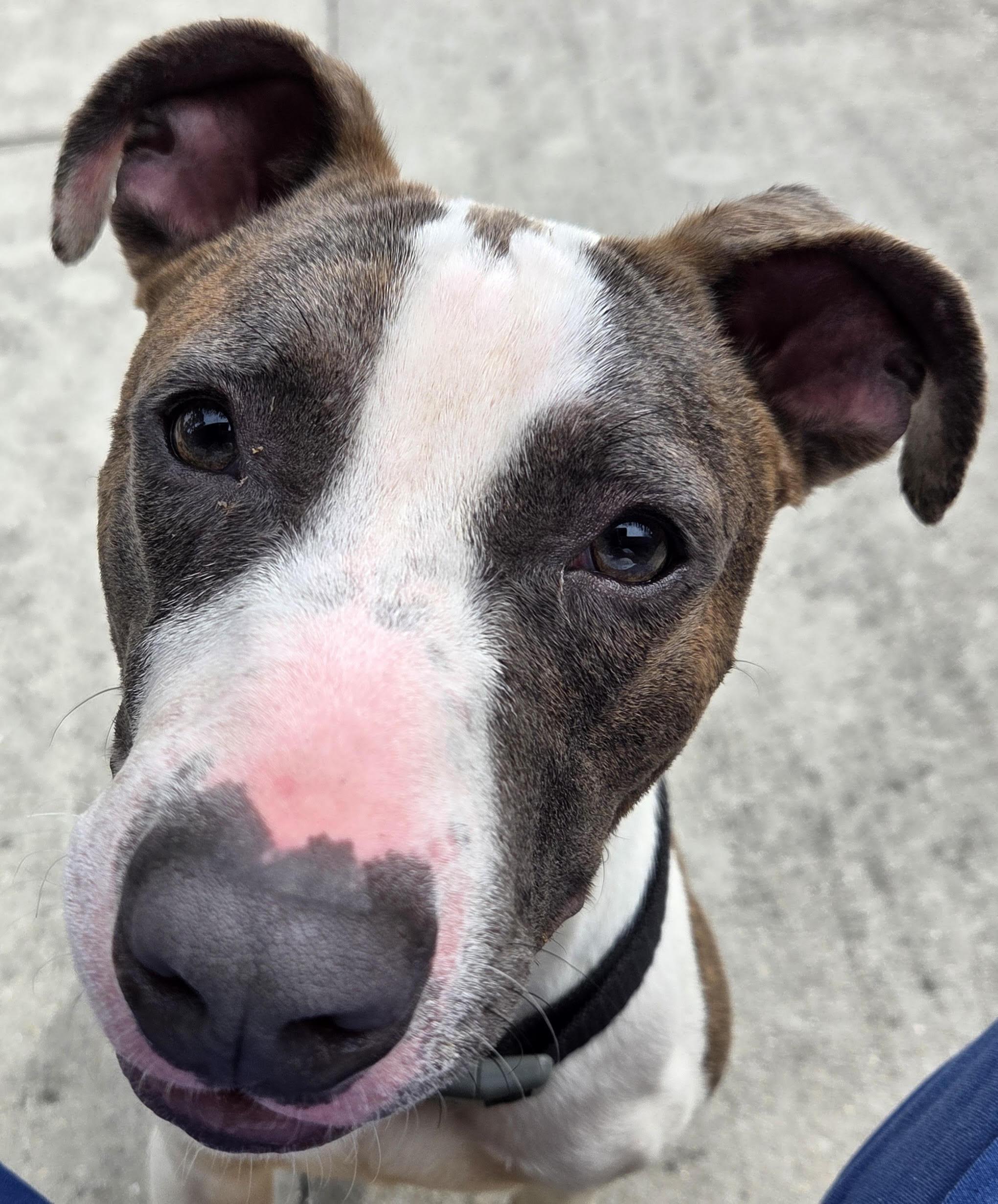 Enlarge Hero (150292) (In a foster home), a Adoptable mixed breed in Baton Rouge, LA image 2/4