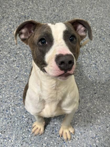 Enlarge Hero (150292) (In a foster home), a Adoptable mixed breed in Baton Rouge, LA image 3/4