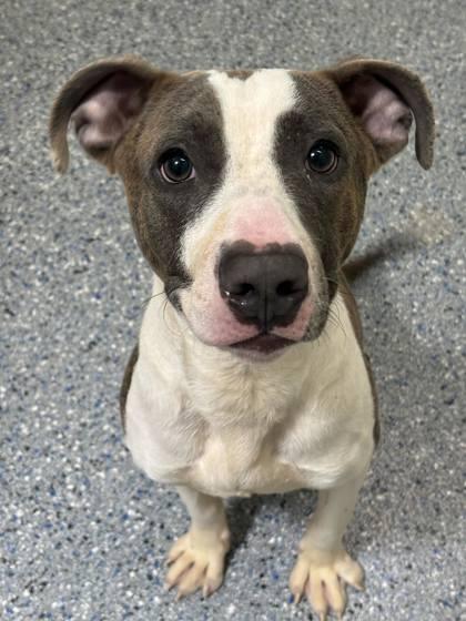 Enlarge Hero (150292) (In a foster home), a Adoptable mixed breed in Baton Rouge, LA image 4/4