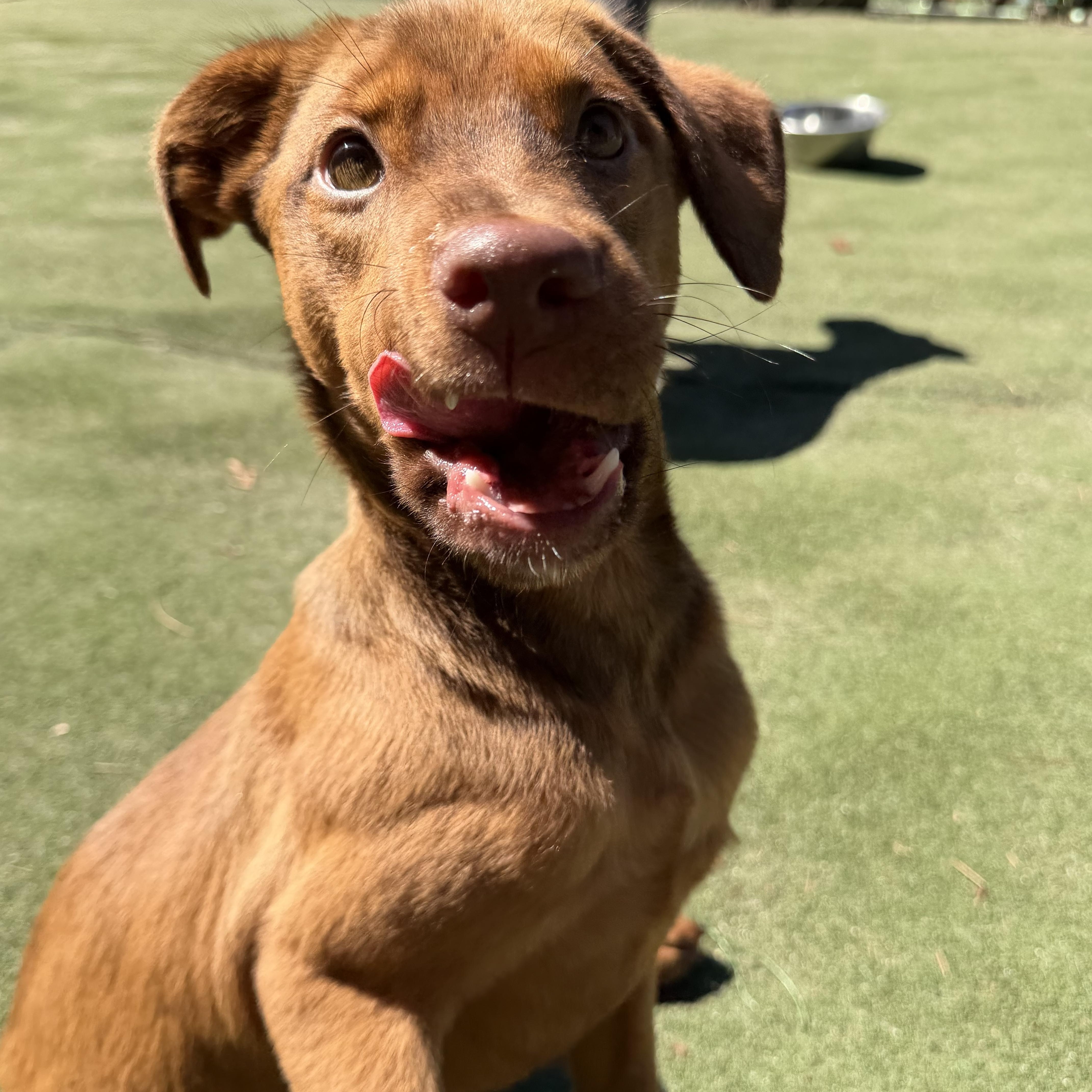 Enlarge Potion, a Adoptable mixed breed in Charlotte, NC image 3/6