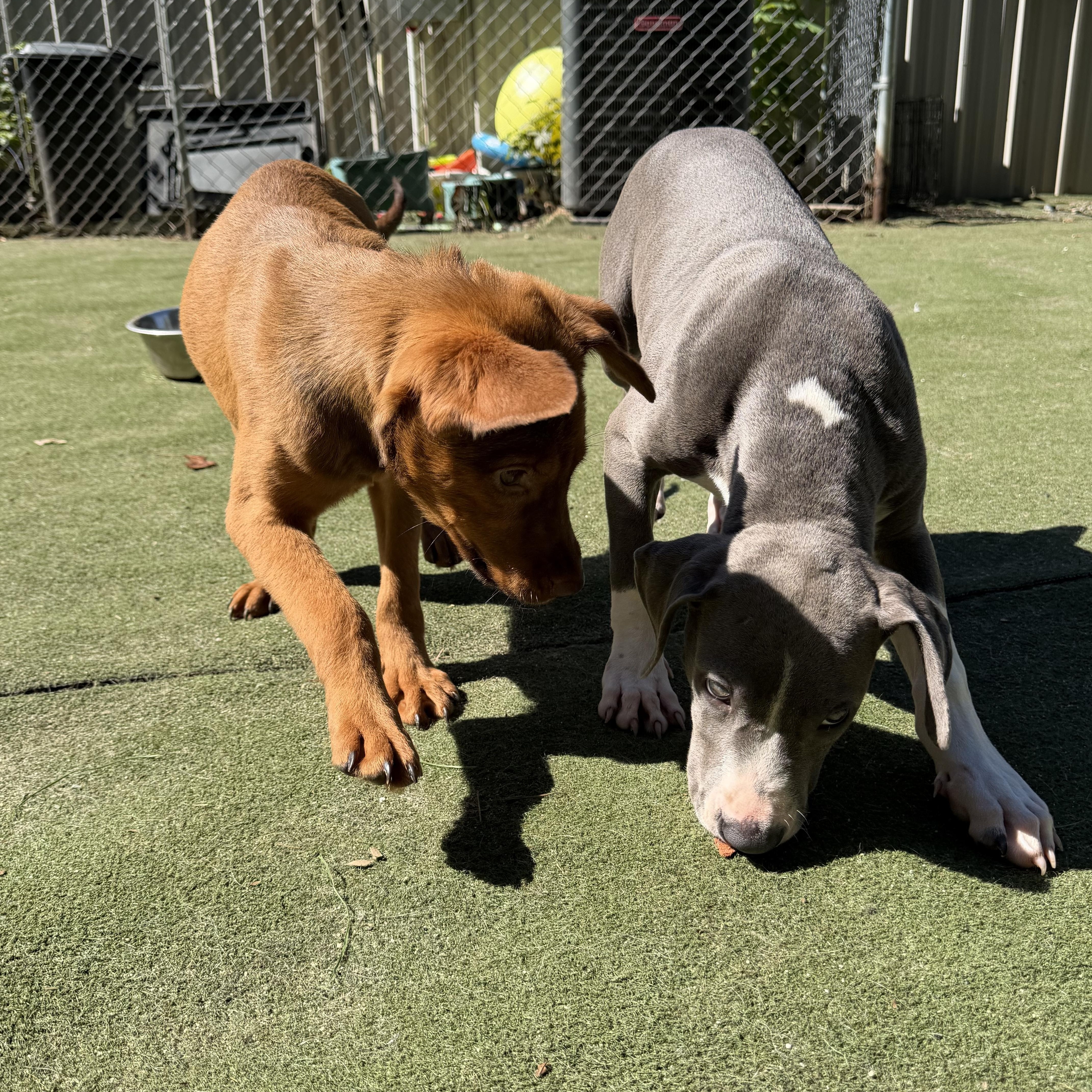 Enlarge Potion, a Adoptable mixed breed in Charlotte, NC image 6/6
