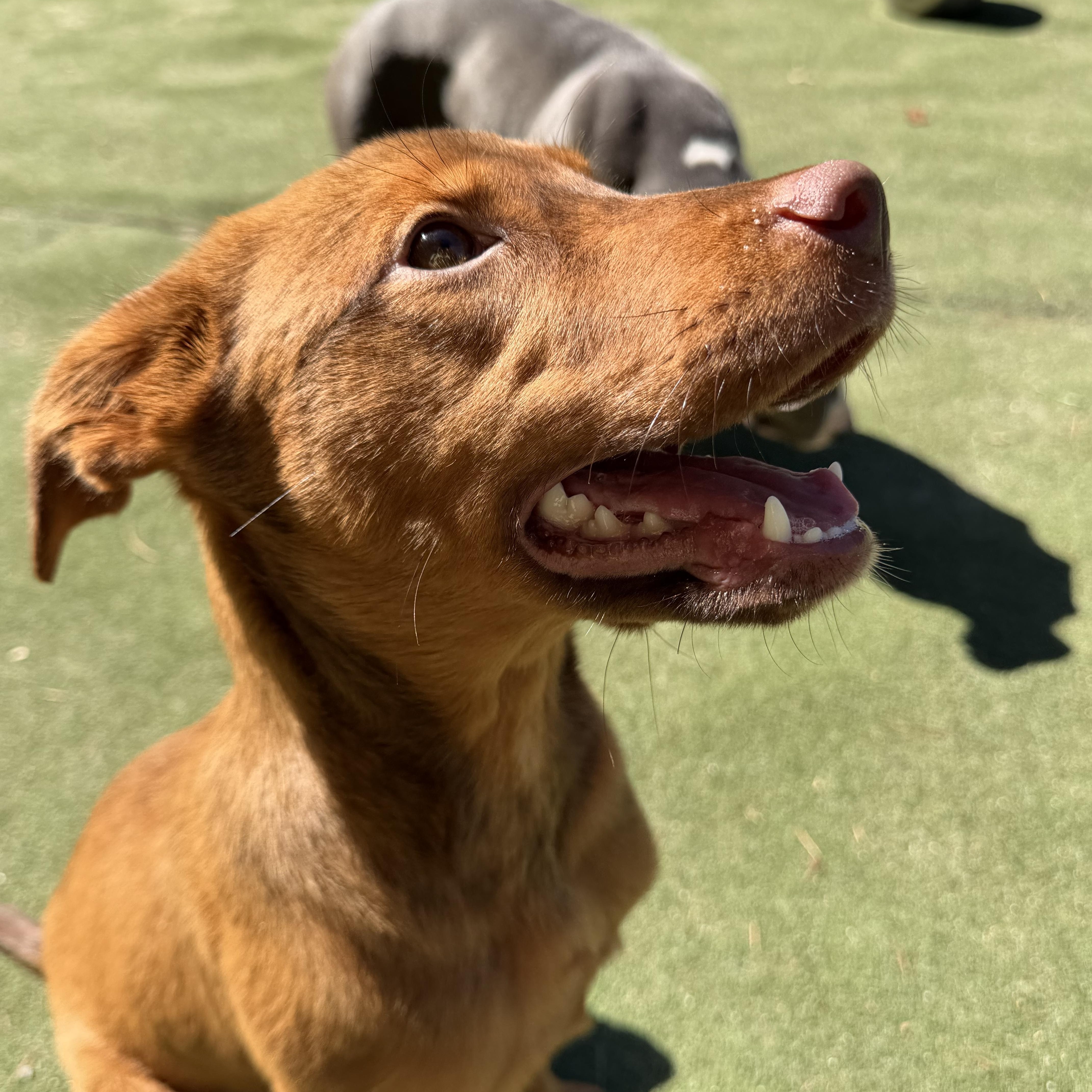 Enlarge Potion, a Adoptable mixed breed in Charlotte, NC image 5/6