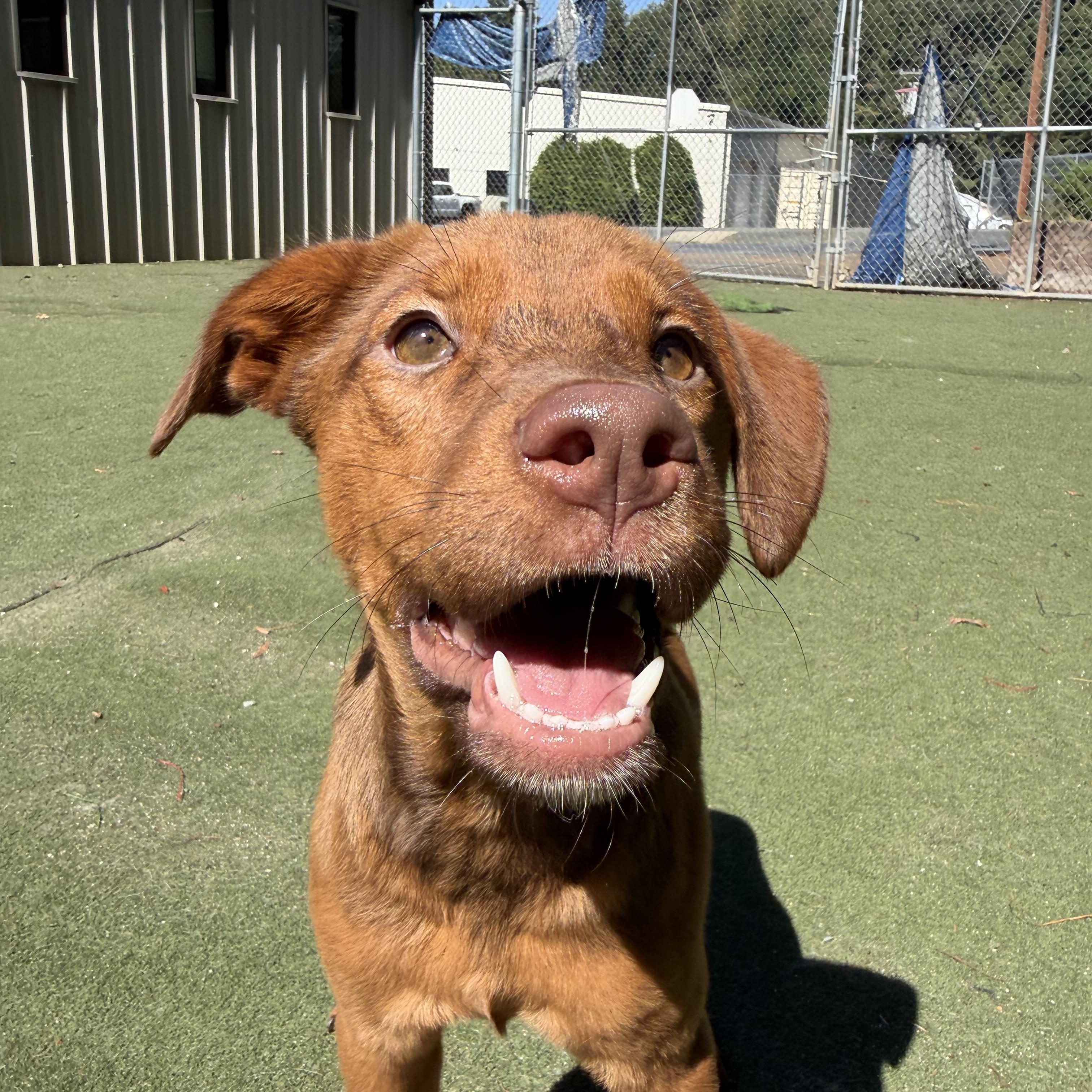 Enlarge Potion, a Adoptable mixed breed in Charlotte, NC image 1/6