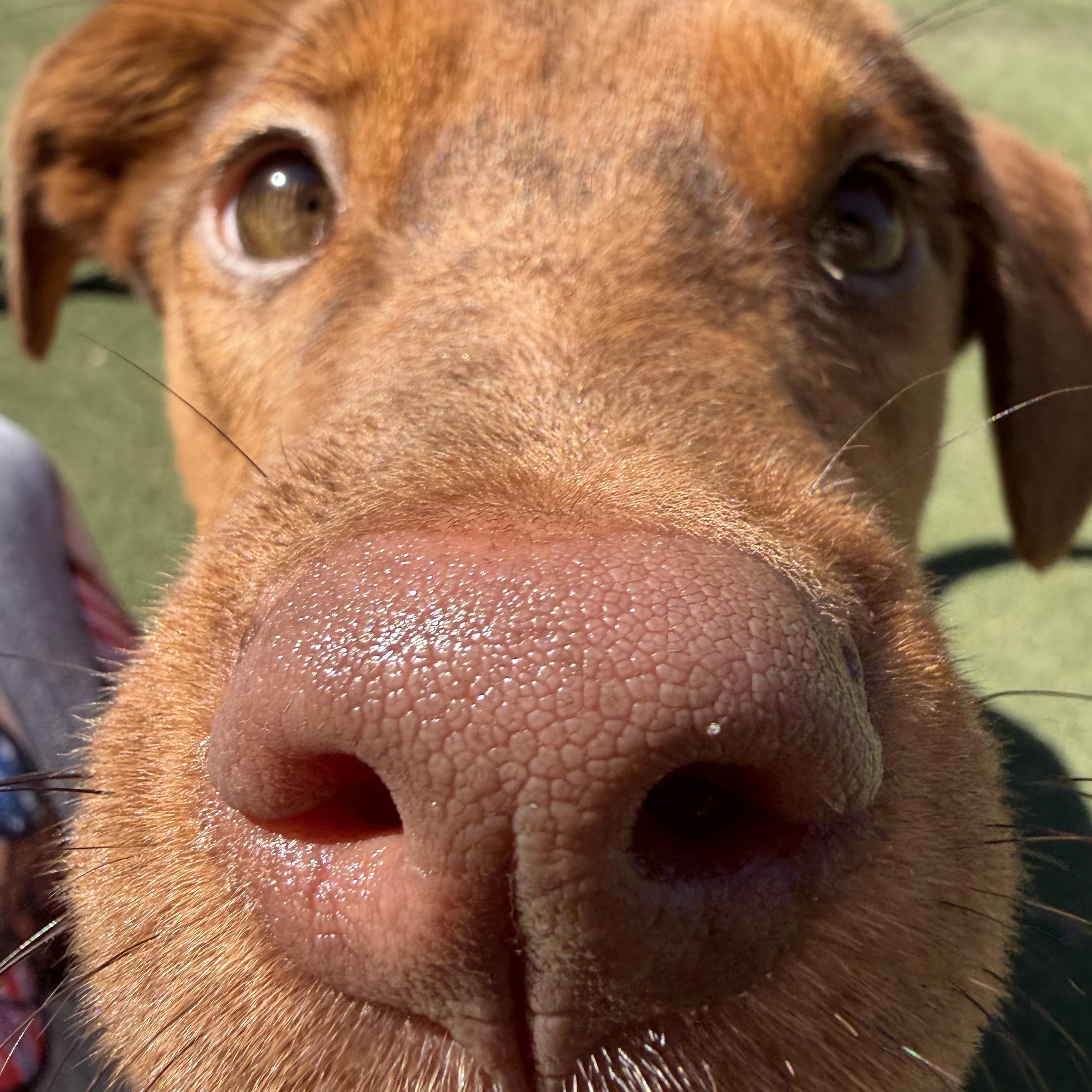 Enlarge Potion, a Adoptable mixed breed in Charlotte, NC image 2/6