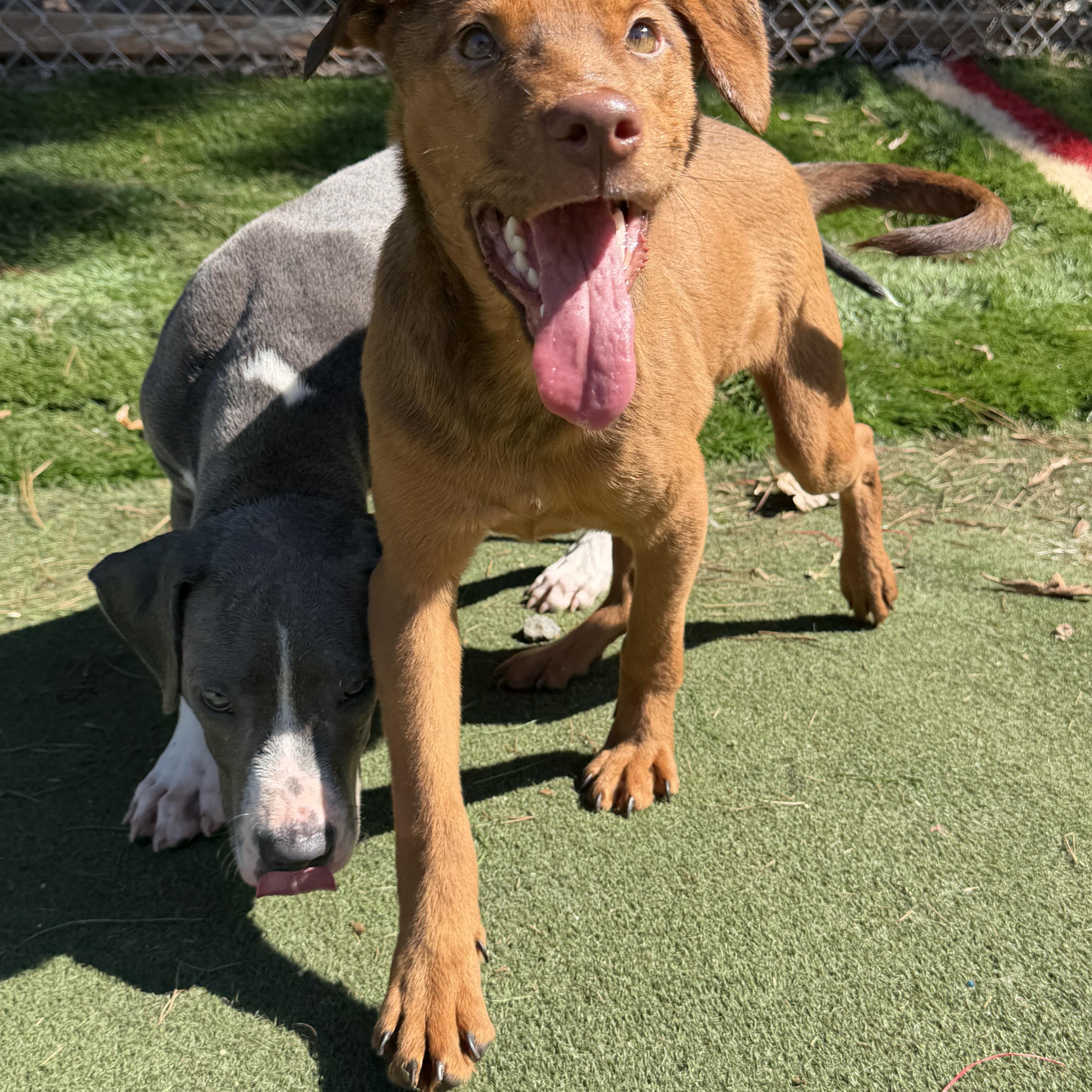 Enlarge Potion, a Adoptable mixed breed in Charlotte, NC image 4/6