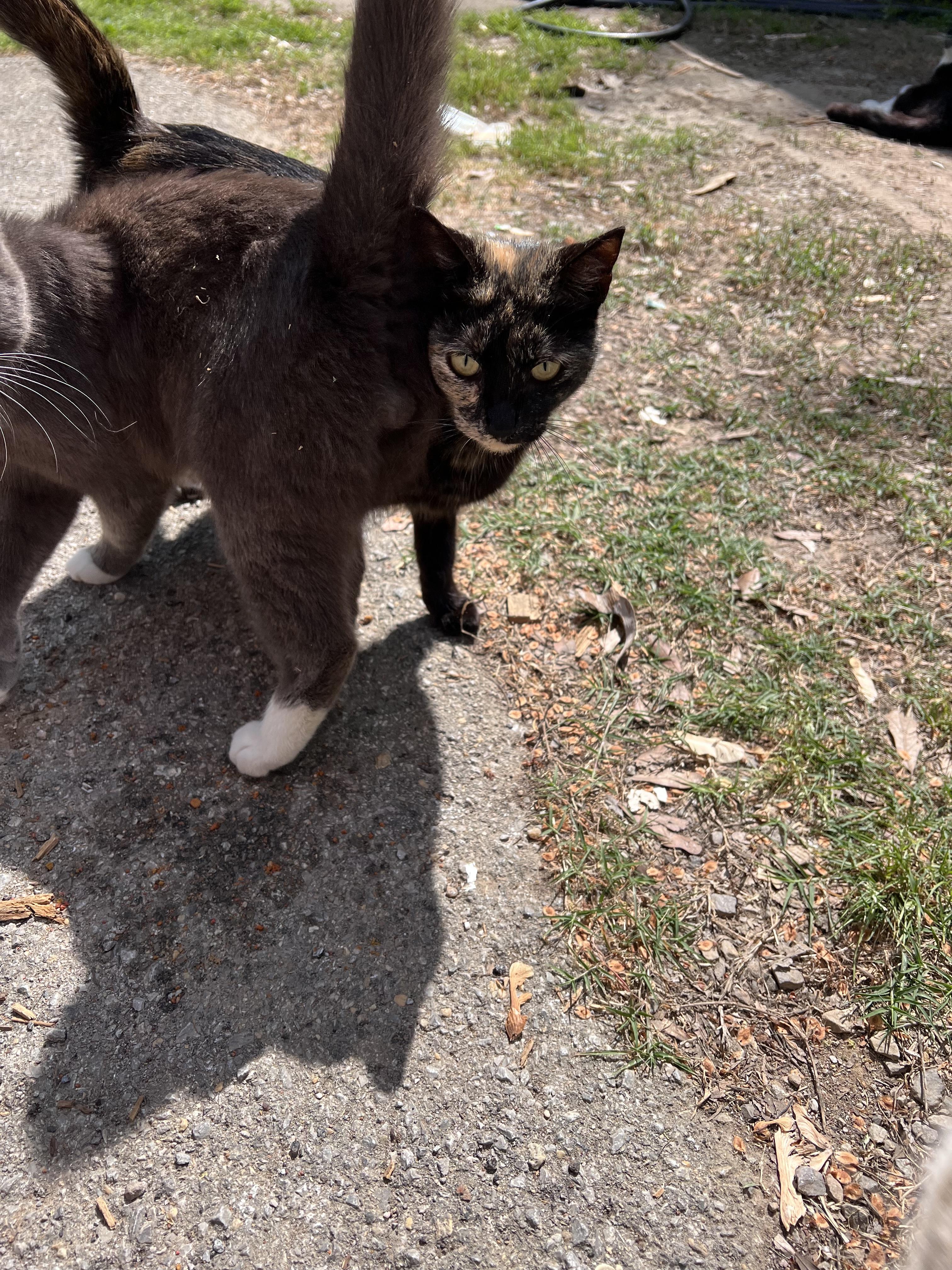 Fernanda, Adoptable, Young Female Domestic Short Hair.
