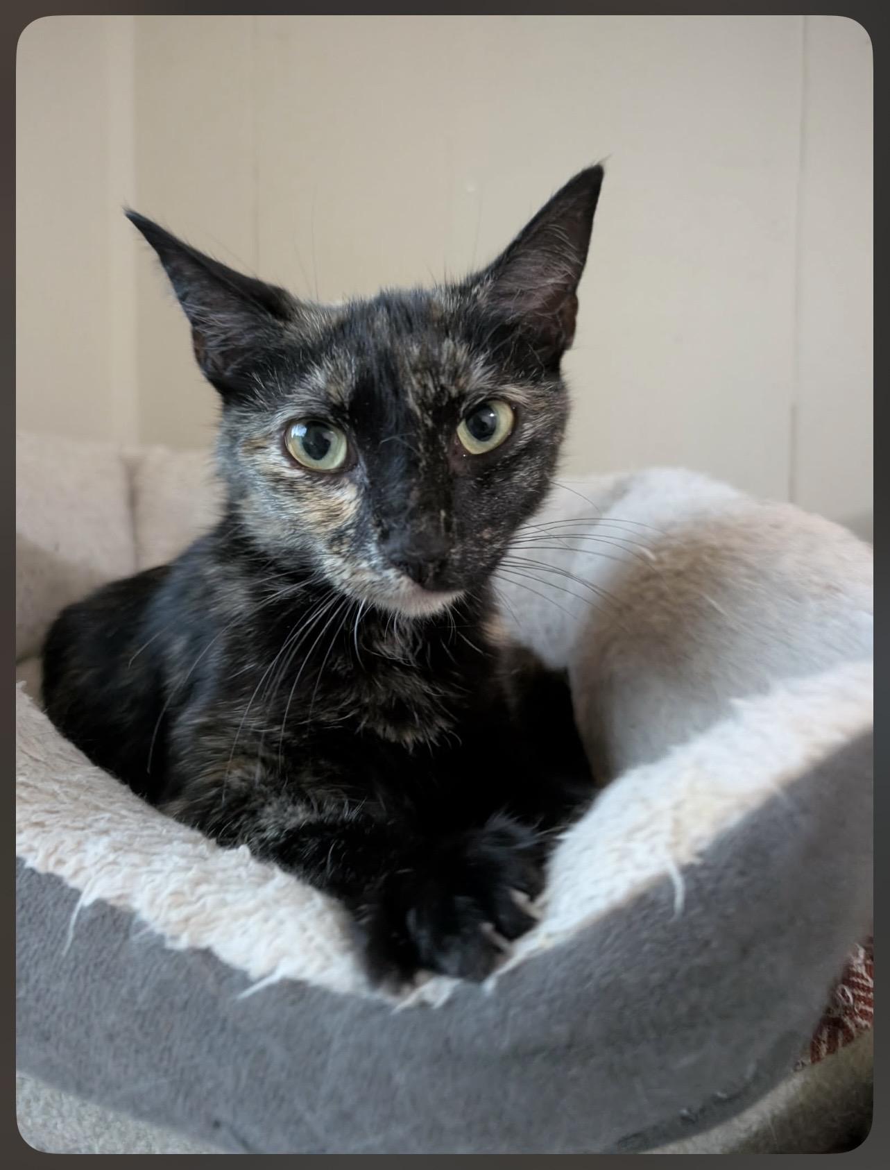 Fernanda, Adoptable, Young Female Domestic Short Hair.
