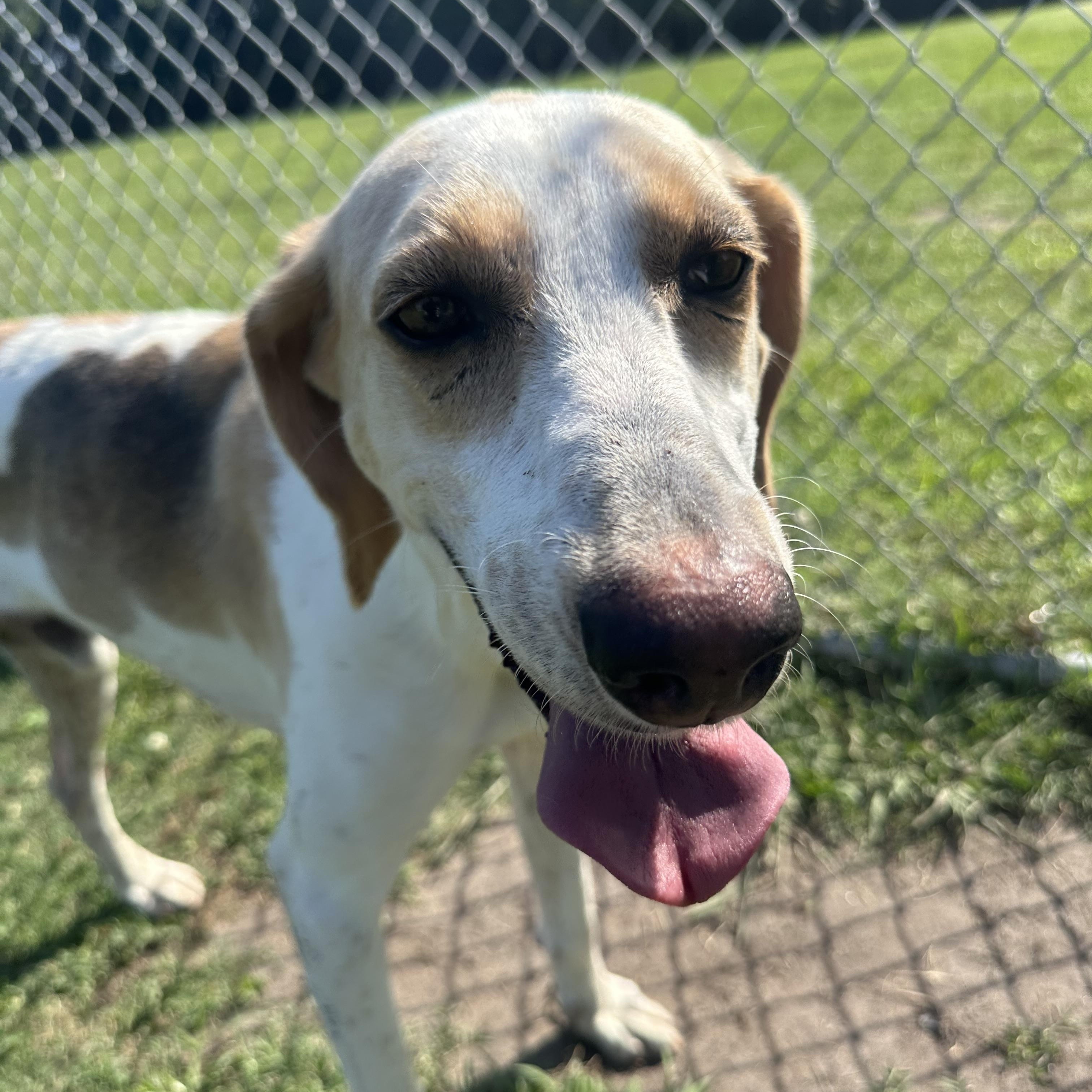 Enlarge Pip, an adoptable Mixed Breed in Myrtle Beach, SC image 1/4