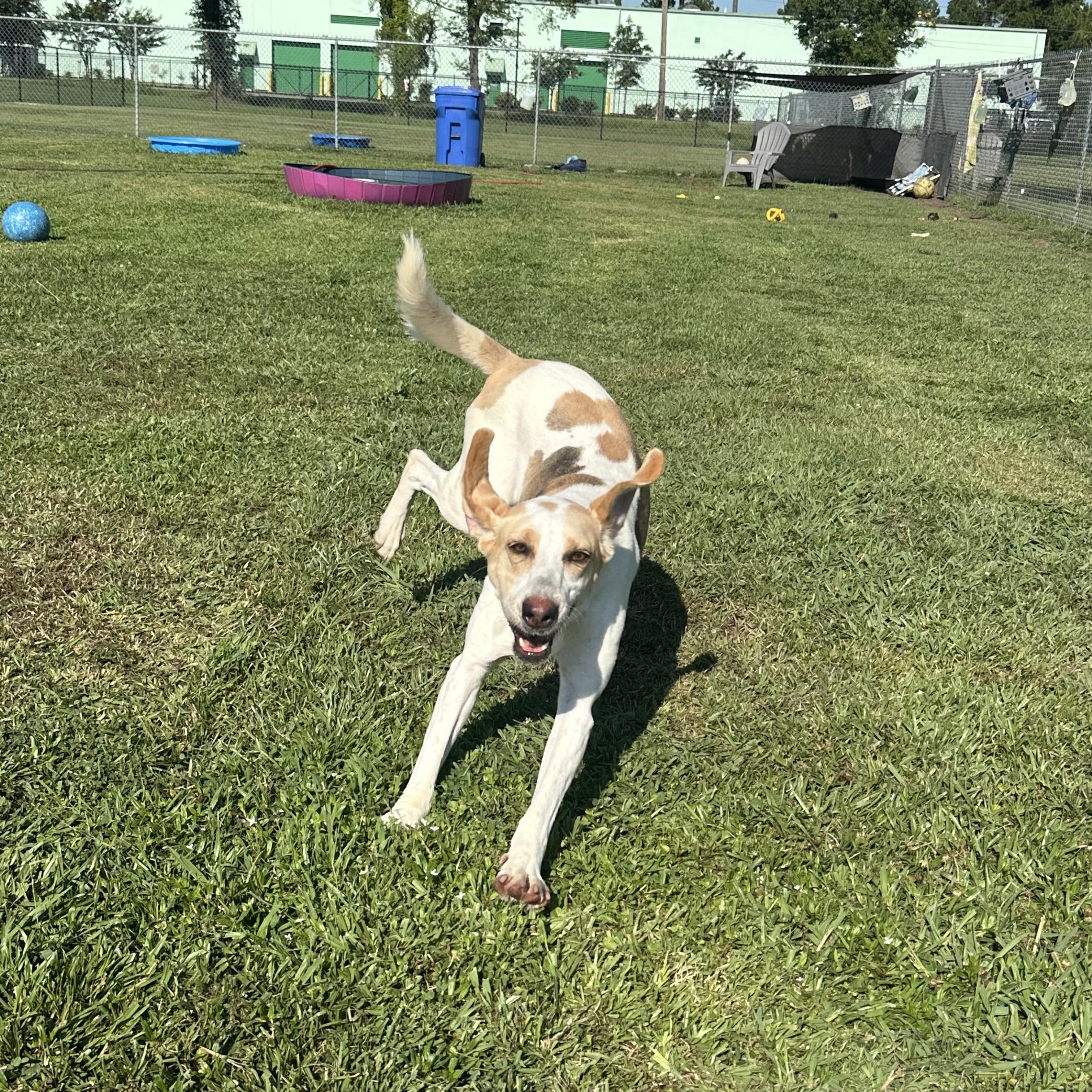 Enlarge Pip, an adoptable Mixed Breed in Myrtle Beach, SC image 3/4