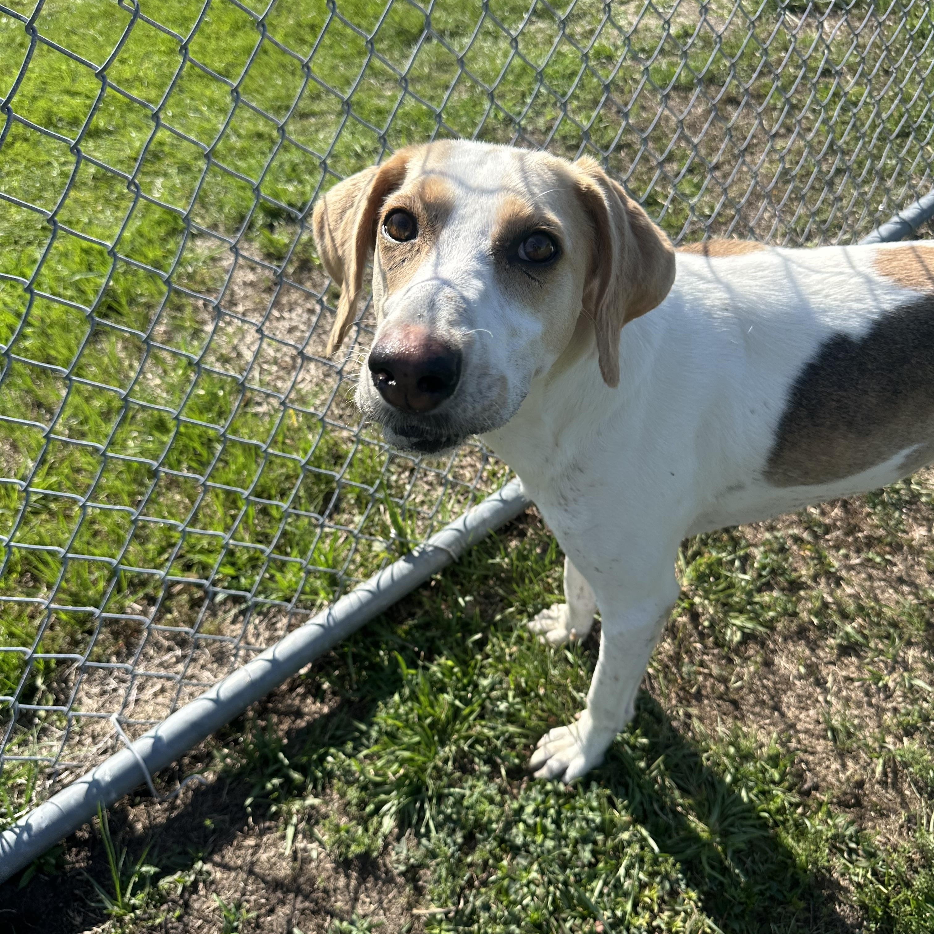Enlarge Pip, an adoptable Mixed Breed in Myrtle Beach, SC image 4/4