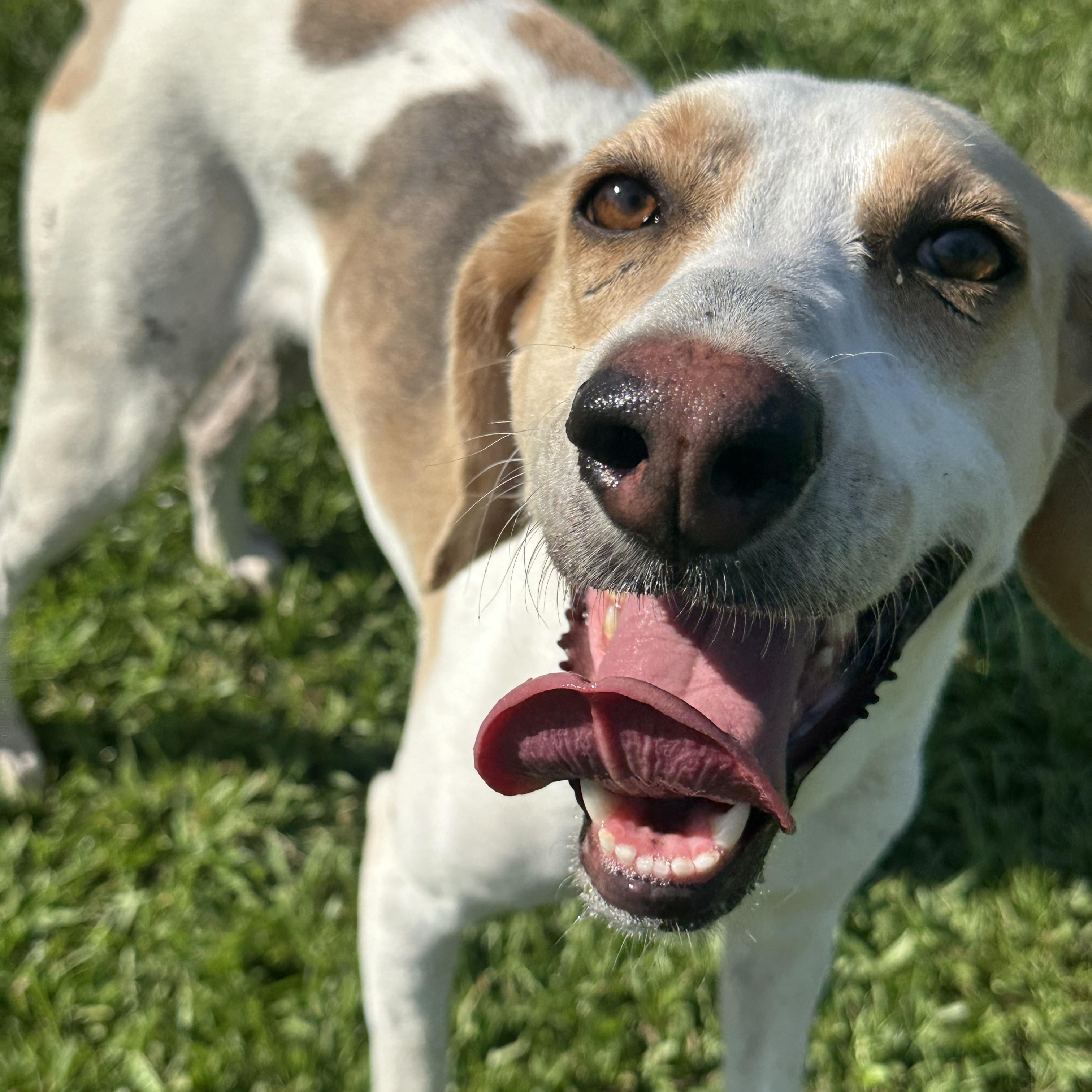 Enlarge Pip, an adoptable Mixed Breed in Myrtle Beach, SC image 2/4