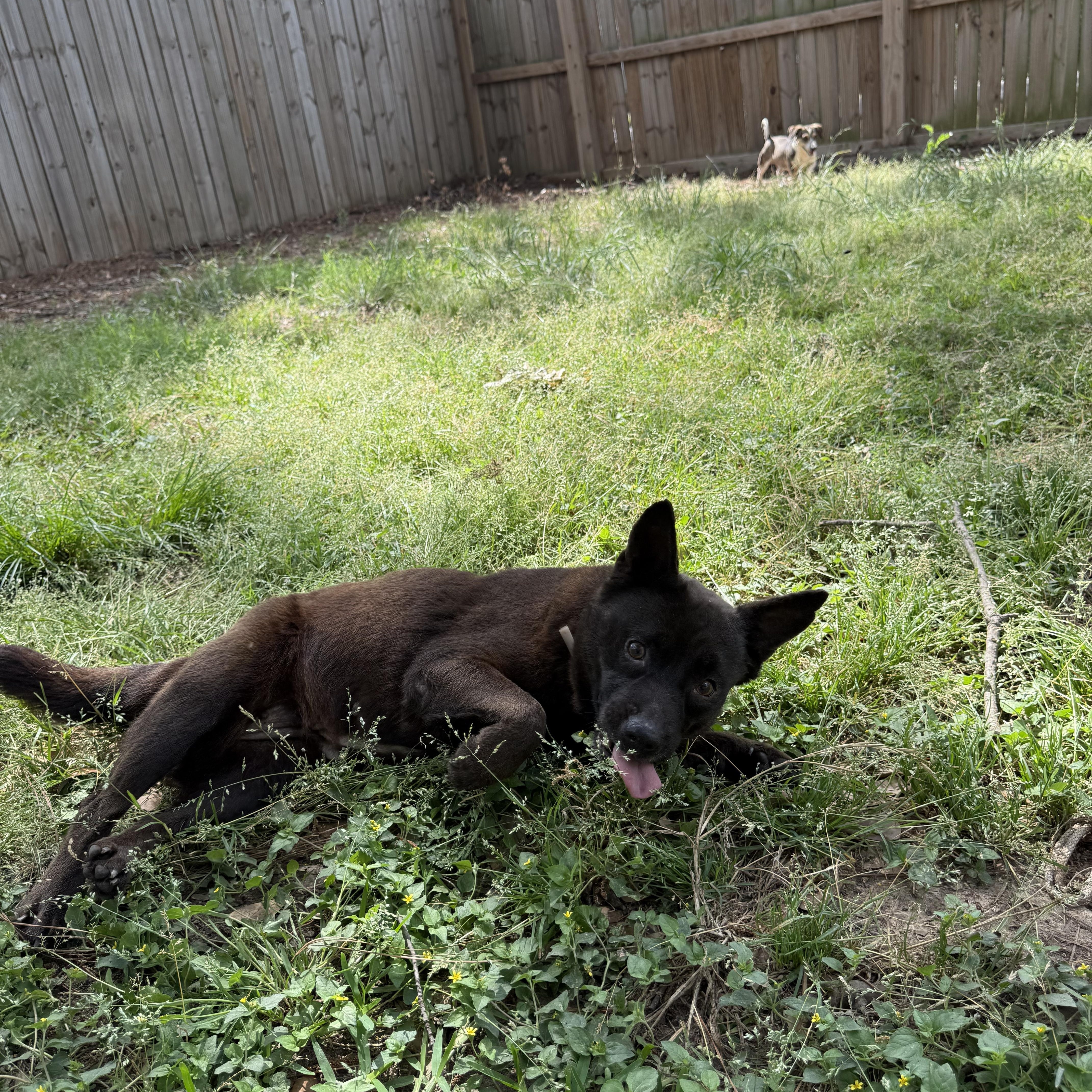 ARMANI, ADOPTABLE, Young Female Shepherd.