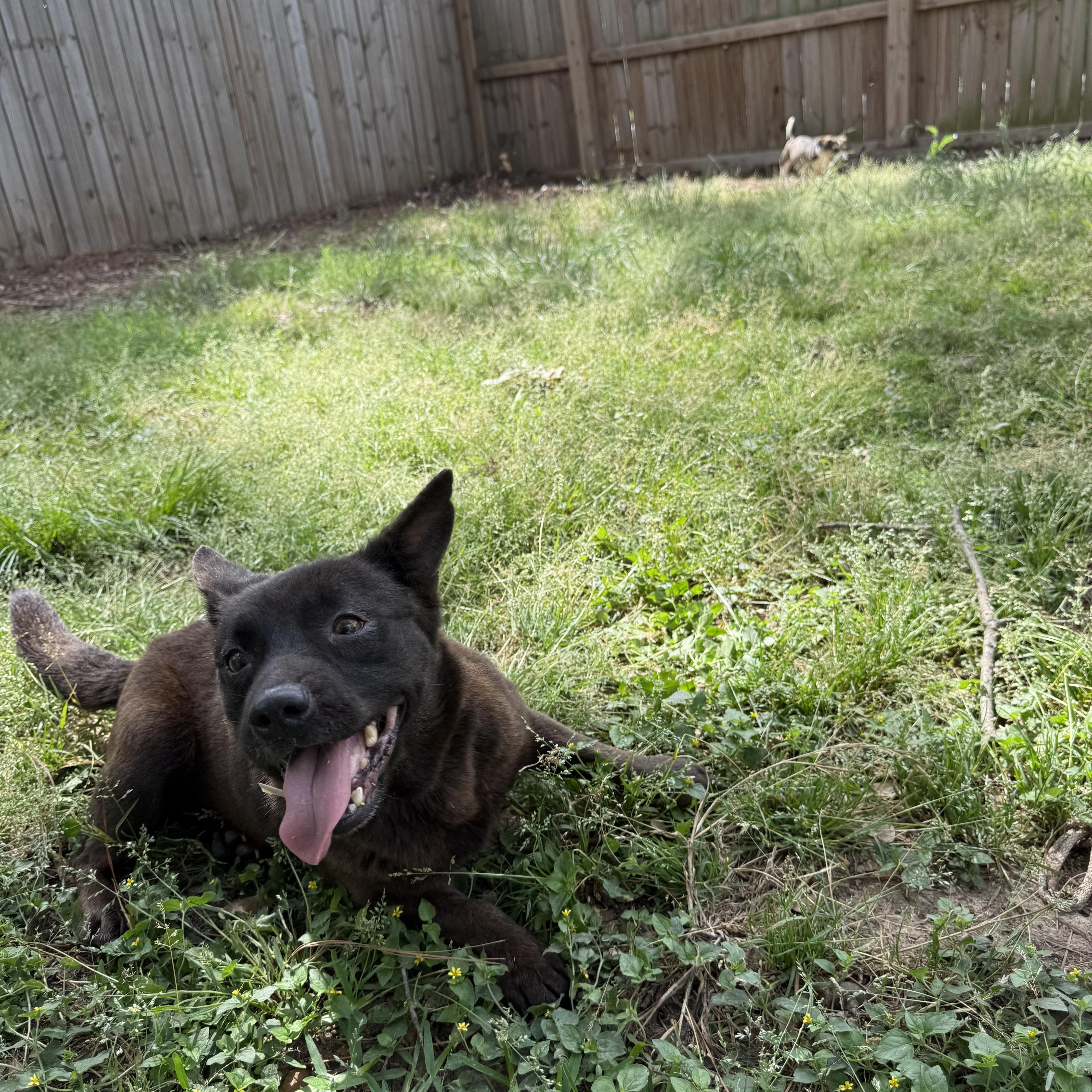 Enlarge ARMANI, a ADOPTABLE mixed breed in Annandale, VA image 2/5